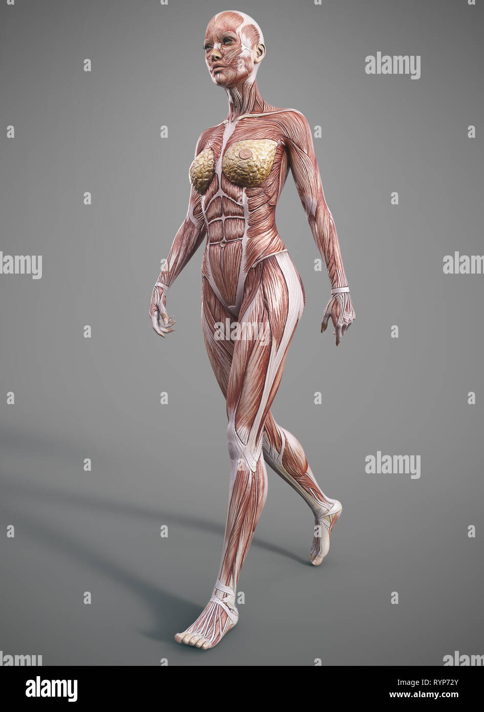 anatomia del corpo del muscolo femminile - rendering 3d Foto Stock