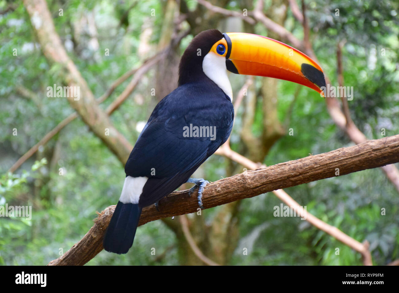 Toucan nella foresta brasiliana. Foto Stock