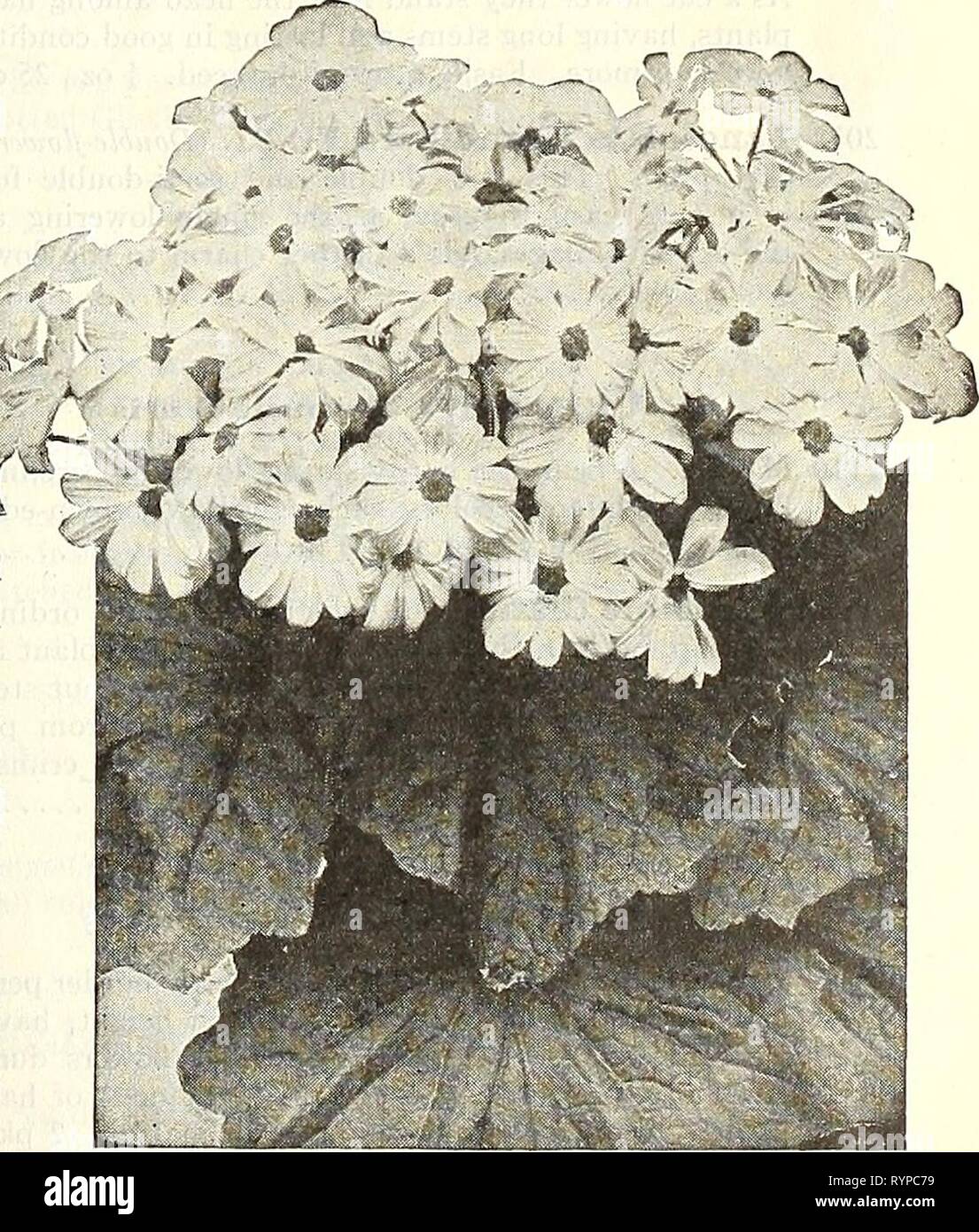 Dreer la metà estate elenco 1928 (1928) del Dreer metà estate elenco 1928 . dreersmidsummerl1928henr Anno: 1928 Shasta Daisy Alaska Cerastium (neve in estate) PER PKT. 1911 Tomentosum. Una molto bella nana, bianco-lasciarono la bordatura di impianto, il cuscinetto piccolo fiori bianchi; ardito perenne $0 15 Chrysanthemuin (Shasta e Moonpenny margherite) per pkt. Massimo 1946 King Edward VII {Moonpenny Daisy). Considerato il più bello di tutti, con fiori di extraordi- nary dimensione, di bianco purissimo, forma perfetta, e sommamente libero-fioritura. } Oz., 30 cts $0 10 1948 Shasta Daisy Alaska. Una splendida ardito perenne varietà con flusso Foto Stock