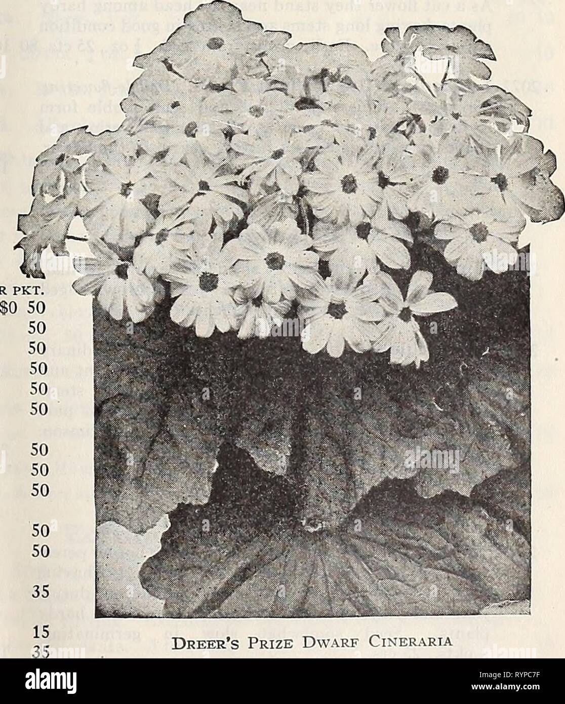 Dreer dell elenco di mezza estate 1929 (1929) del Dreer elenco di mezza estate 1929 . dreersmidsummerl1929henr Anno: 1929 Crisantemo (Shasta e Moonpenny margherite) per pkt. Massimo 1946 King Edward VII {Moonpenny Daisy). Considerato il più bello di tutti, con fiori di extraordi- nary dimensione, di bianco purissimo, forma perfetta, e sommamente libero-fioritura. oz., 30 cts $0 10 1948 Shasta Daisy Alaska. Una splendida ardito perenne varietà con fiori raramente meno di cinque pollici attraverso, della più pura scintillante bianco, con ampia petali sovrapposti e portati su lunghi steli vigorosi, un bel fiore reciso, j oz., 75 cts 1 Foto Stock