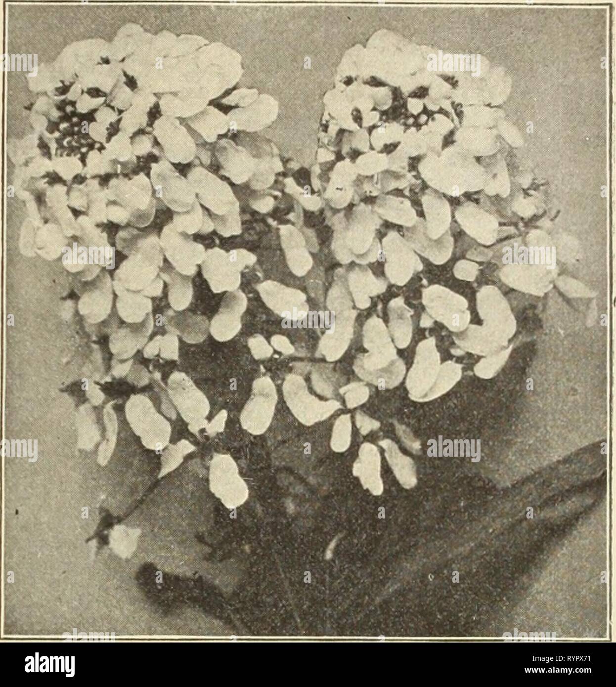 Dreer all'ingrosso listino prezzi di Dreer all'ingrosso listino prezzi dei semi, piante, lampadine, etc . dreerswholesalep1915henr 1 Anno: 1915 IMPERATRICE CANDYTUFT Celosia. La Cristata o ' cresta di gallo ' varietà sono una buona domanda per letti, confini e pentole. La Plumosa o ' Selvaggina di penna ' ordina sono magnifiche piante di biancheria da letto e stanno diventando sempre più popolari in ogni stagione. Cristata, Glasgow premio. Dark crimson ' Imperatrice. Violaceo scuro crimson ' Regina dei nani. Dark crimson rose ' variegata. Curiosamente variegato, alto ' misto. Ordina nana Plumosa. Pennacchio dorato. Giallo (Thompsonii Triomphe de l'Exposition) . Crimso Foto Stock
