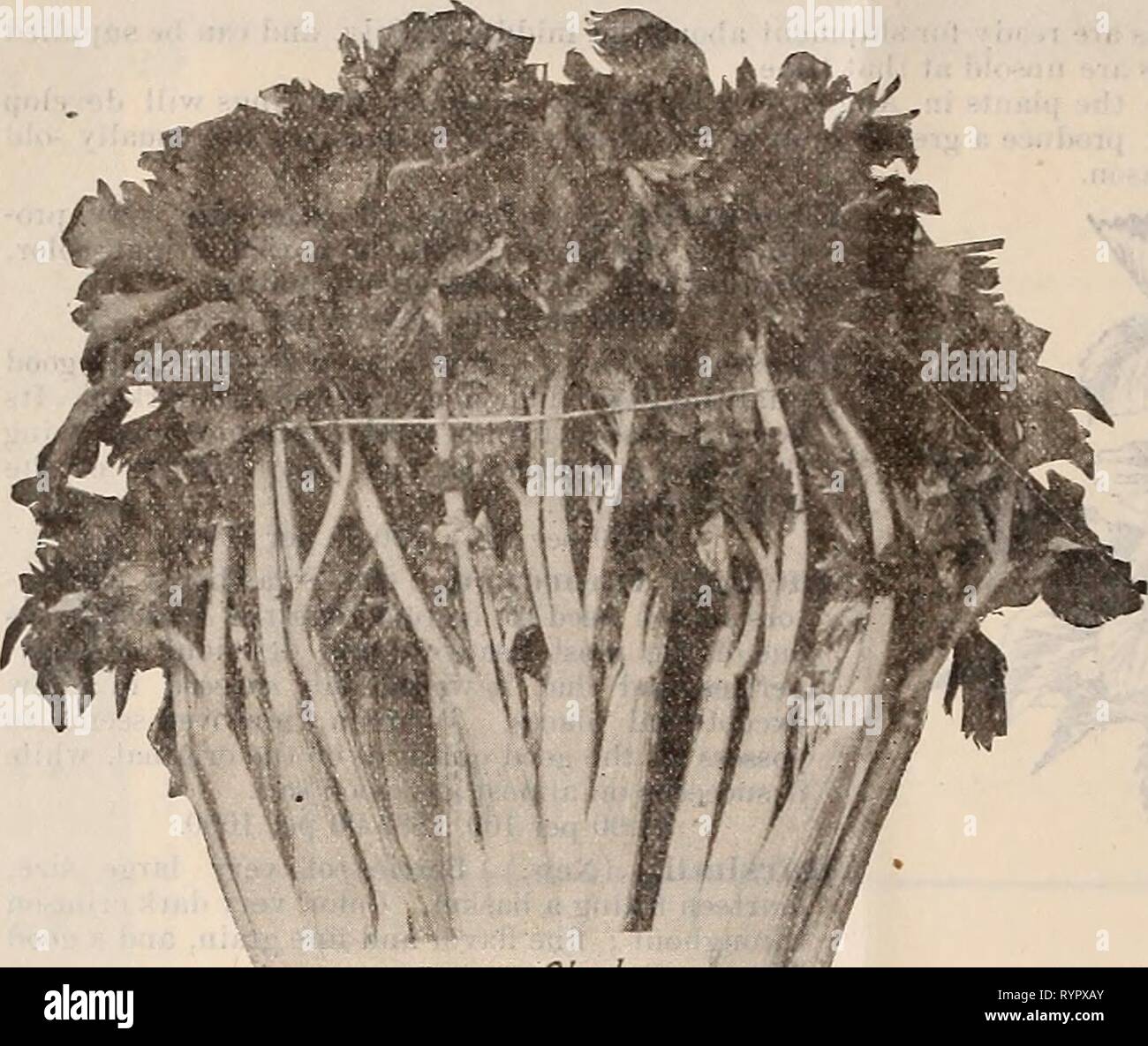 Dreer trimestrale del listino all'ingrosso Dreer trimestrale del listino all'ingrosso di semi, piante, lampadine, &c. : Estate edizione Luglio 1895 Agosto . dreersquarterlyw1895henr_2 Anno: 1895 DREER ALL'INGROSSO LISTINO PREZZI. Piante di sedano. Stock Dreers Oolden Self scottare il sedano * cresciuto hy Goodman Bros fhila. . Foto Stock