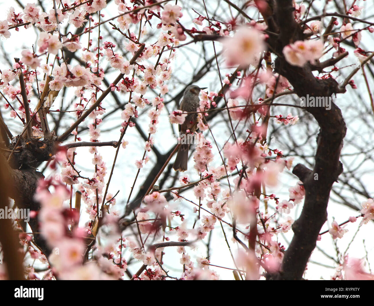 Fioritura di albicocche con Bird in primavera, Haeundae, Busan, Corea del Sud, Asia. Foto Stock