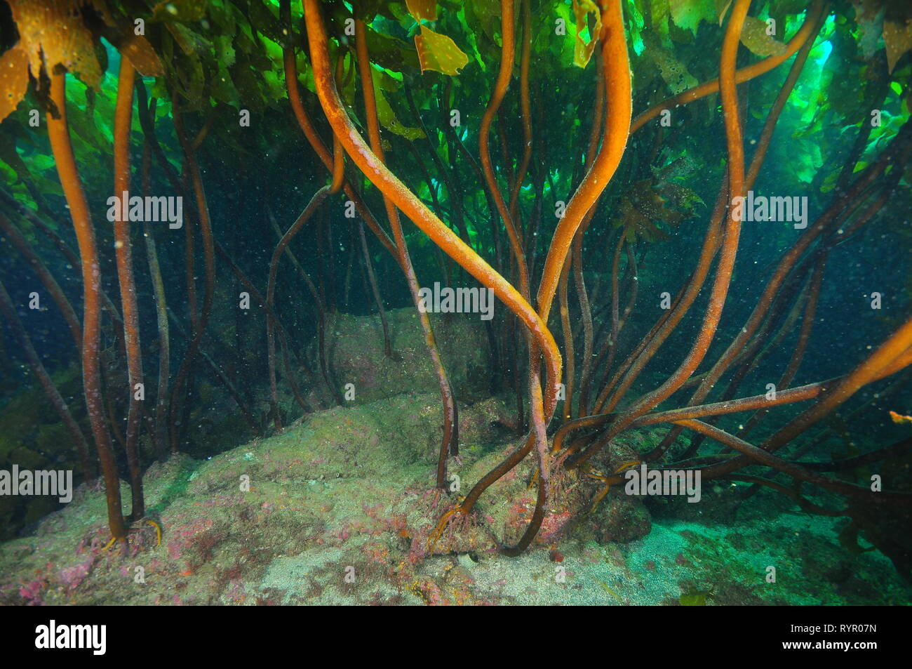 Sturdy gambi di densa foresta di kelp di marrone Ecklonia radiata trattenuta a piatto fondo roccioso. Foto Stock