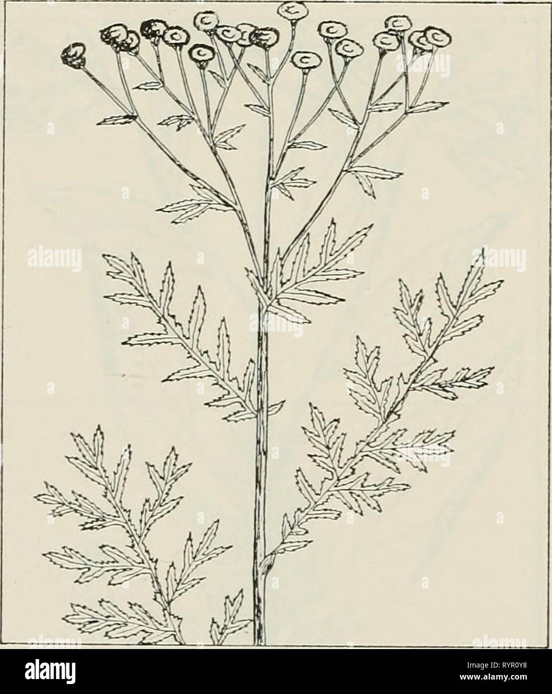 Il farmaco piante di Illinois il farmaco piante di Illinois . drugplantsofilli44teho Anno: 1951 1 10 ILLINOIS NATURAL HISTORY SURVEY 44 circolare Aff /Yiv^ 1/ ^^^ // 11/x'Ml /V^ / ' WL7 ? TmS/ SYMPLOCARPUS FOETIDUS (L.) Nutt. Skunk cavolo, skunk erbaccia, polecat erbaccia, fetida l'elleboro. Araceae. -Un stemless, offensiva-odore di impianto 1 a 3 metri di altezza e perenne; spessa di portinnesto; diritta, discendente, con vortici di fibre carnose; lascia da 1 a 3 piedi di lunghezza, fino a un massimo di 1 piede largo, ovali, petioled, veiny; fiori minuto, spiked all'interno di un viola-bruno al verdastro, leaflike spathe, che compaiono prima delle foglie. Th Foto Stock