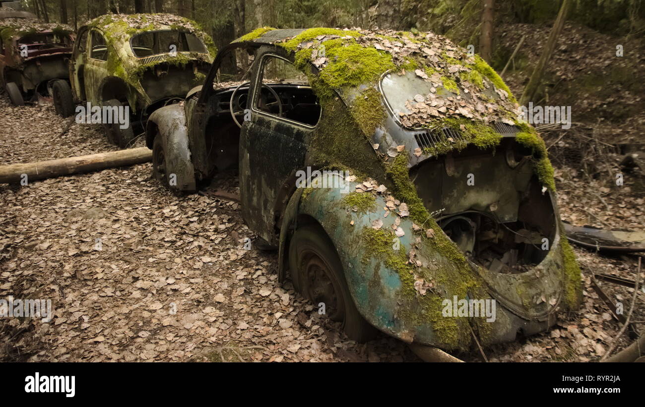 Una fila di auto d'epoca coperto da muschi e foglie di autunno in scrapyard in foreste svedesi. Bastnas. Foto Stock