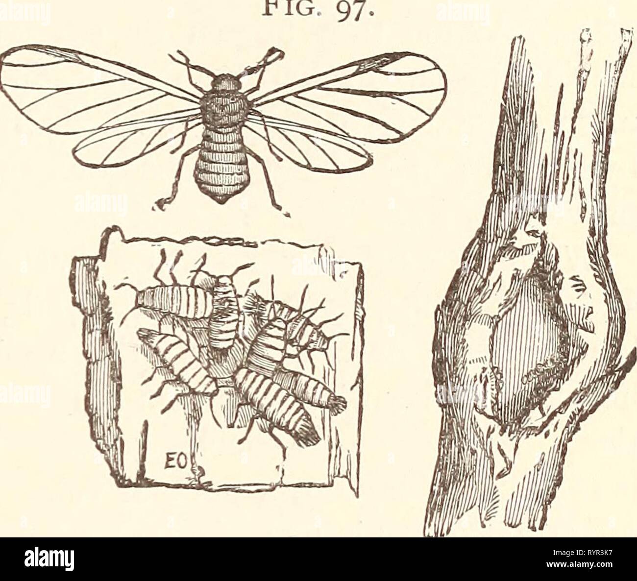 Entomologia economica per l'imprenditore di entomologia economica per l'agricoltore. . Economicentomolo00smit 0 Anno: 1896 mondo degli insetti. 133 Fig lanosi apple-pidocchio, Schizoneura lanigera: visualizza- zione di un gruppo di campioni sulla corteccia, una fessura su un ramo in cui essi si radunano, e una forma alata. "Impianto di lana-pidocchi,' appartenenti al genere Schizoneura, questi coprirsi con una secrezione che assomigliano a fine fibra cotonosi, che nasconde la loro più o meno completamente. In tal modo vi può sembrare ciuffi di culla- ton attaccato a foglie e ramoscelli, al di sotto di ciascuna delle quali troviamo, come sempre, una grande massa di piano Foto Stock