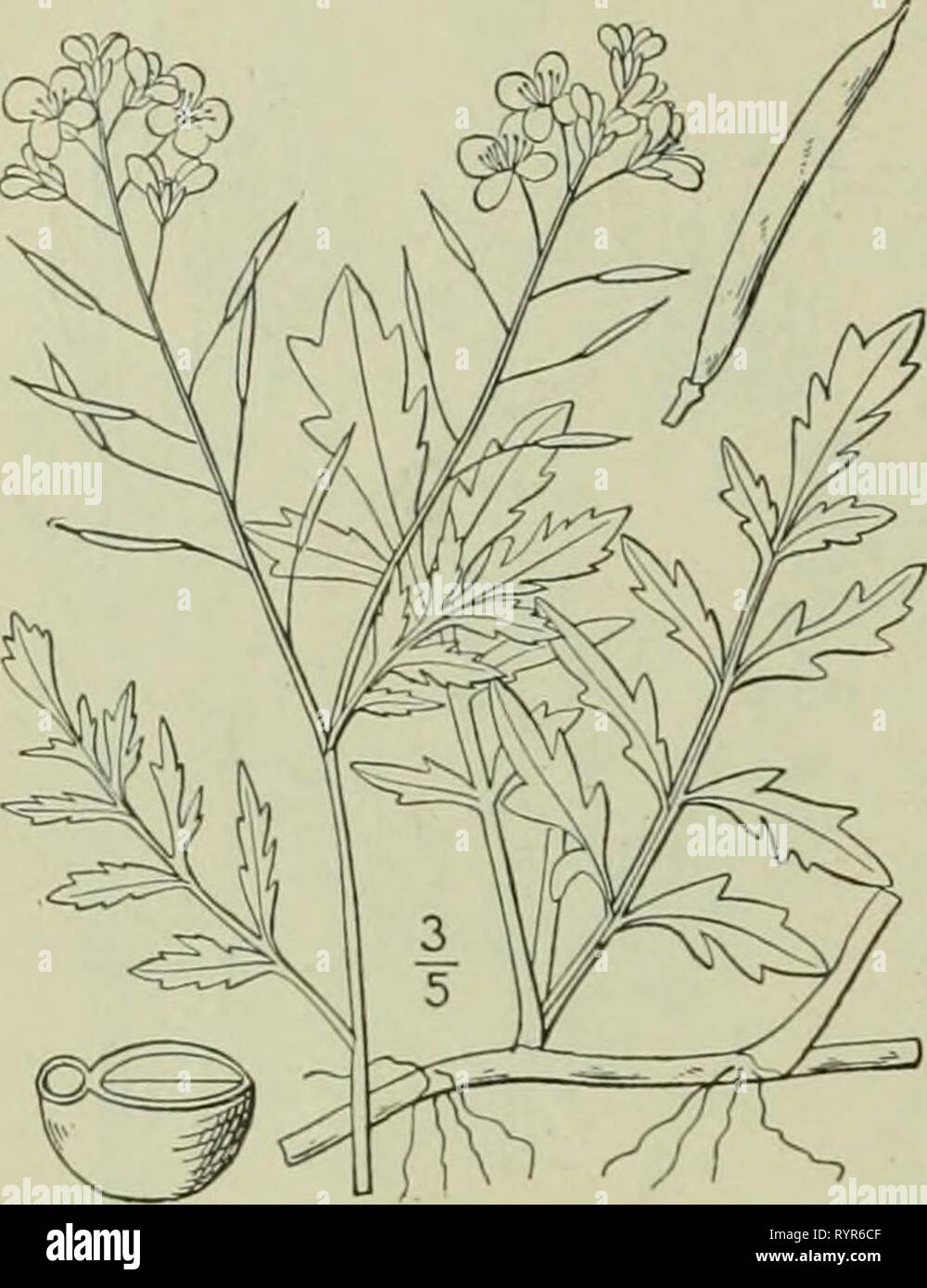Un illustrata della flora di una flora illustrata del nord degli Stati Uniti, il Canada e la British possedimenti : da Terranova al parallelo tra il confine meridionale della Virginia e dall'Oceano Atlantico verso ovest per il 102º meridiano . ed2illustratedflo02brit Anno: 1913 CRUCIFERAE. I. Radiculasylvestris (L.) Druce. Creep- ing acqua gialla-crescione. Fig. 2026. Sisymbrium sylvestre L. Sp. PI. 657. 1-53. Naslurlium sylvestre R. Br. in Ait. Hort. Kew. Ed. 2, perenne, glabrous; gambi strisciante, rami ascendente. Lascia pinnately diviso o profondamente pinnatifid, petioled, 3-5' lungo, 1- Foto Stock