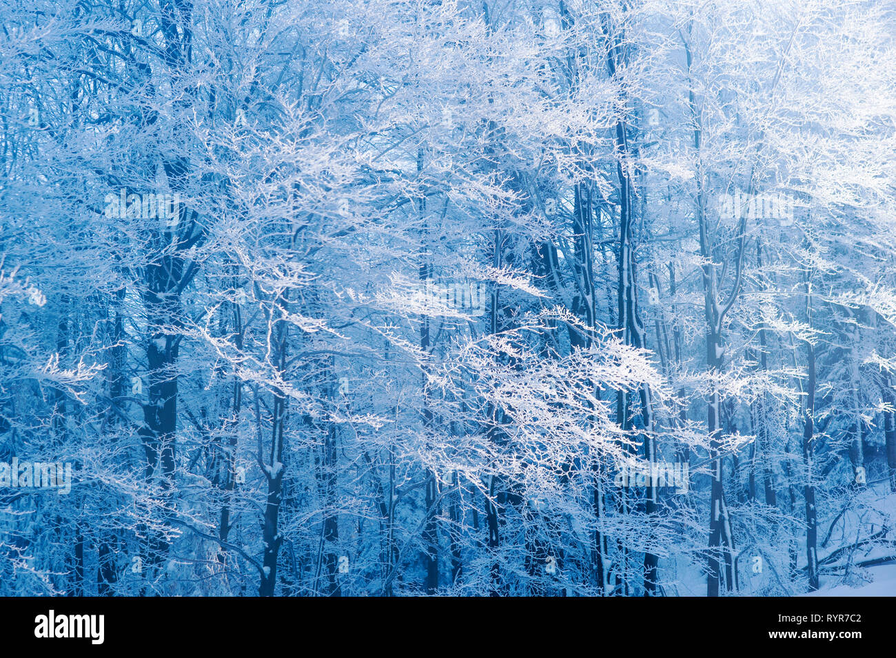 Nebbia in inverno foresta soleggiata con rami coperti di neve. Foto Stock