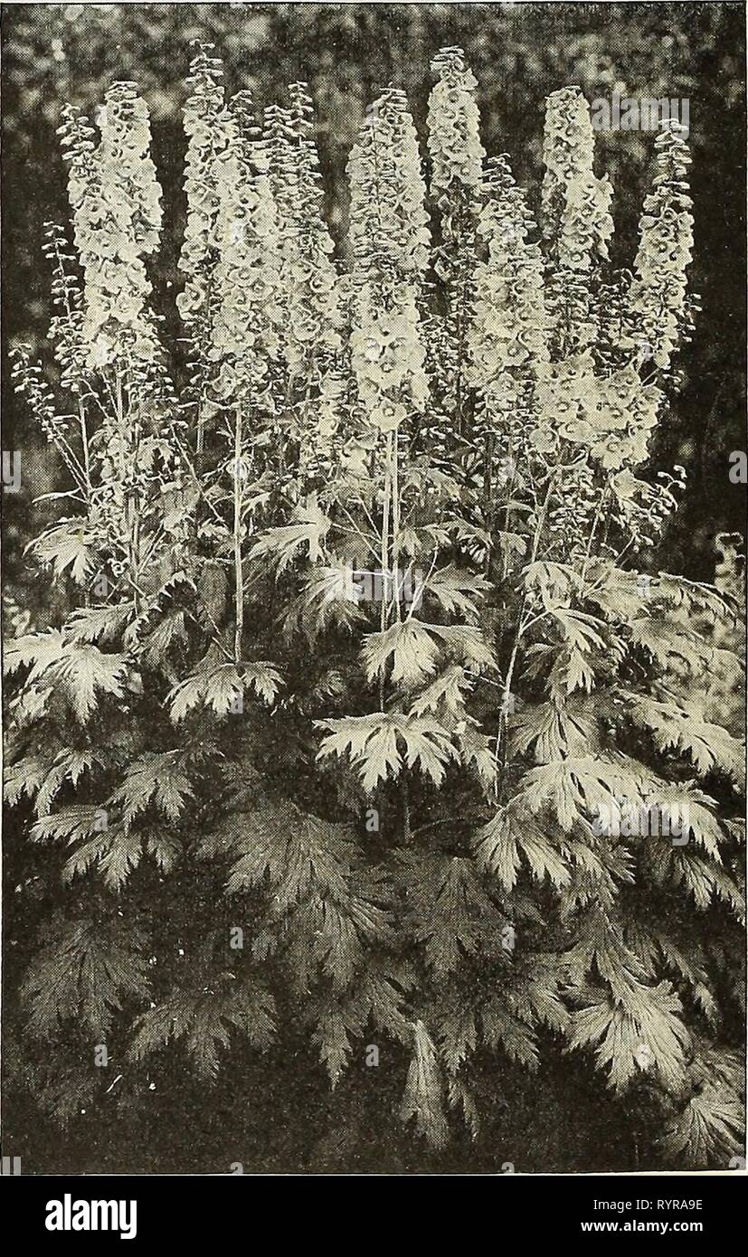 Dreer la metà estate elenco 1928 (1928) del Dreer metà estate elenco 1928 . dreersmidsummerl1928henr Anno: 1928 Delphinium (Hardy Perenntal Larkspur) sementi possono essere seminate in qualsiasi momento dalla primavera all'autunno. Seminare in terra fine alla profondità del seme, non più profonda | pollice. Fermo il suolo e inumidire accuratamente. Tenere ombreggiato e umido, con una libera circolazione di aria in corrispondenza di tutti i tempi. In circa venti giorni il seme appuntito lascia apparirà, rimuovere ombra e quando il vero o round lascia apparire, trapianto ai loro posti permanenti. Dreer De Luxe ibridi. Un meraviglioso ceppo che può essere fornito in sfumature separate o Foto Stock