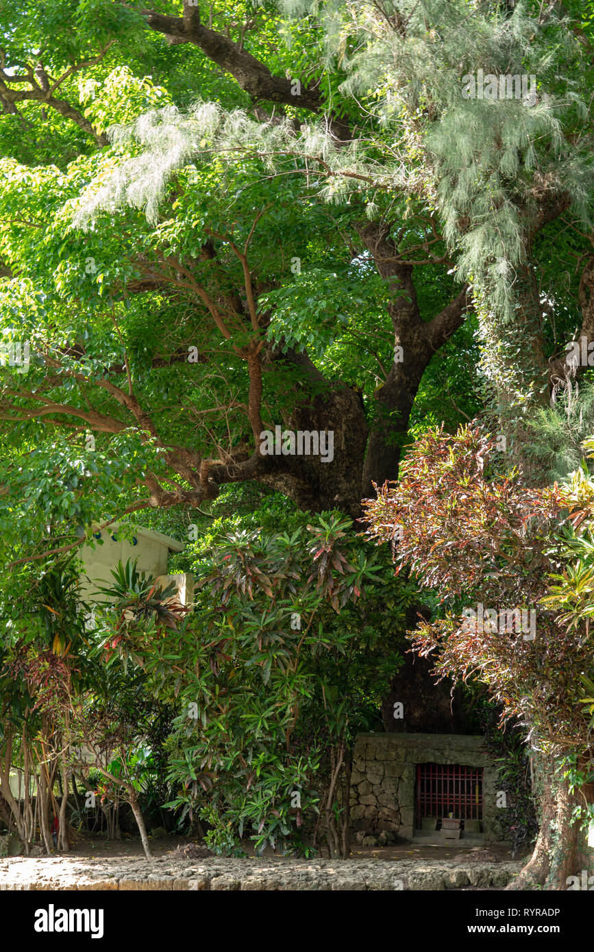 Grande Akagi albero della Shurikinjo Prefettura di Okinawa in Giappone Foto Stock