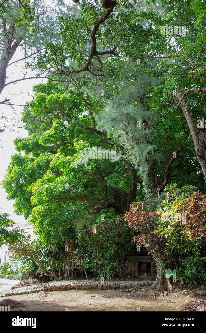 Grande Akagi albero della Shurikinjo Prefettura di Okinawa in Giappone Foto Stock
