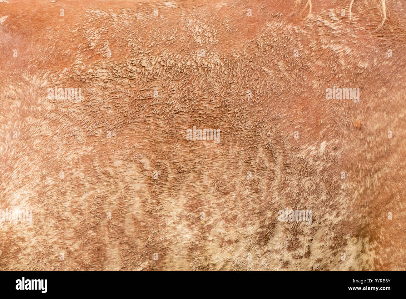 Wild Horse Fur Texture prese da una distanza con una lente lungo Foto Stock