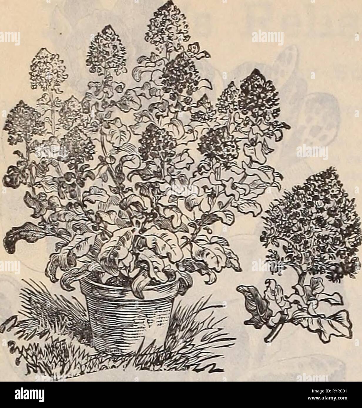 Dreer trimestrale del listino all'ingrosso Dreer trimestrale del listino all'ingrosso di primavera i bulbi, palme, felci fragola il sedano e altre piante seasonable semi di fiori semi vegetali fertilizzanti, attrezzi, ecc. ecc., etc . dreersquarterlyw1898henr_2 Anno: 1898 12 DREERS PREZZI ALL'INGROSSO, Machet Mignoxette. Pkt di commercio. Per^oz. Mignonette, Machet, extra stock selezionato. fO 15 '' Miglia' Hybrid spirale 10 ' Allen Defiance, molto grande. 25 Golden Regina 10 Parson's bianco 15 migliorata Victoria, rosso scuro 10 SI :50 '15 00 15 30 25 Foto Stock