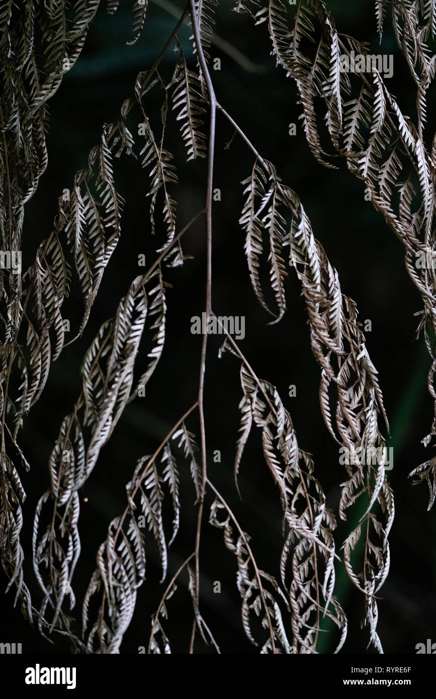 Flying spider monkey tree fern Foto Stock