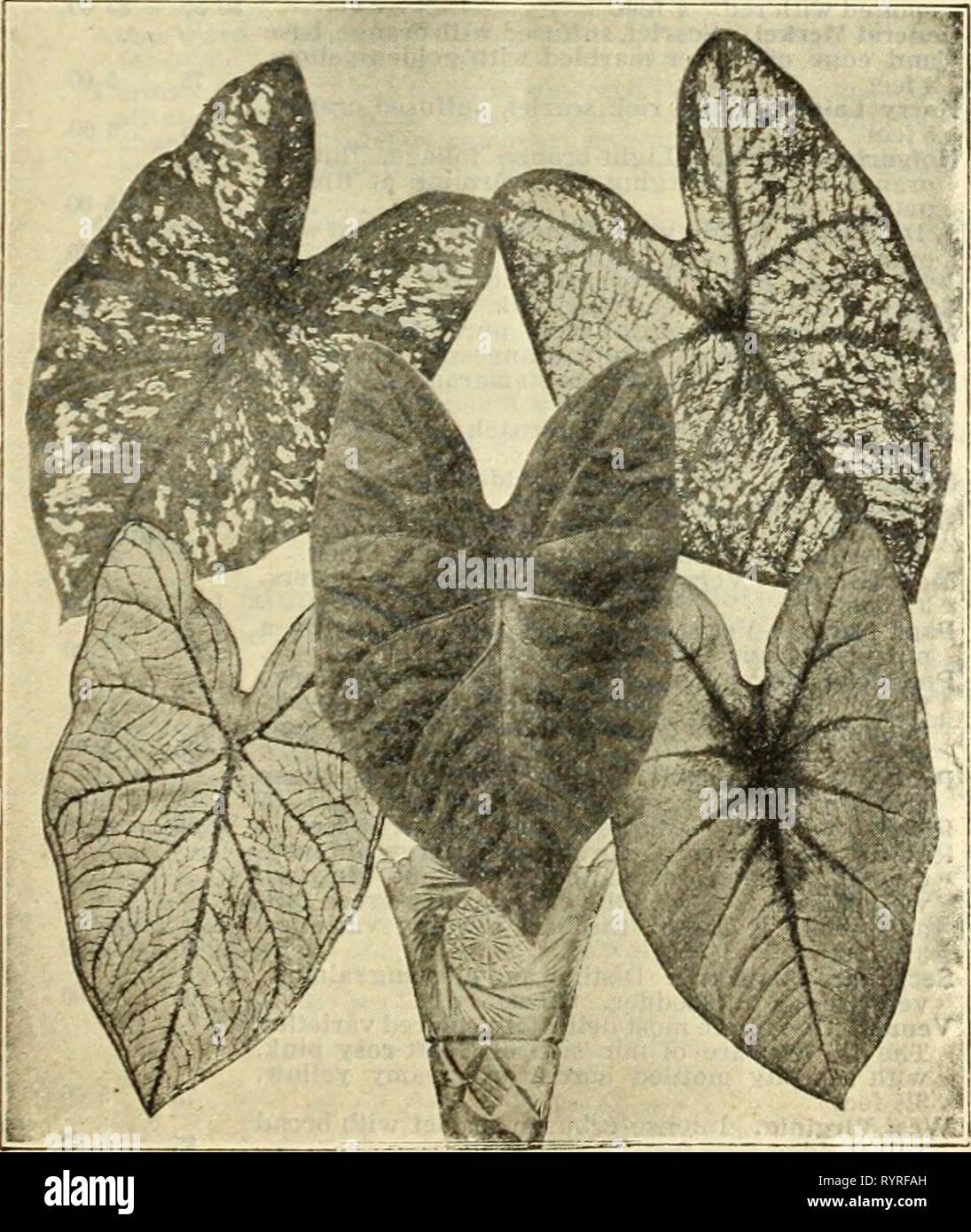 Dreer all'ingrosso listino prezzi di Dreer all'ingrosso listino prezzi di semi di piante e bulbi per fioristi : fertilizzanti, insetticidi, strumenti e varie . dreerswholesalep1912henr 1 Anno: 1912 HENRY A. DREER, Philadelphia, PA., PREZZI ALL'INGROSSO 21 Varie di begonie. Per doz. Per 100 Alba Picta *0 85 $6 00 Argentea Guttata 85 6 00 Haageana 1 50 10 00 Rubra 1 00 T 00 piante di alloro (I.aurus nobilis). standard o Tree'Ssagomato, offriamo una recente importazione eccezionale di buon valore. Ogni deriva circa 24 alta, corone, 15in. diam $2 00 30 36 45 45 45 43 43 18 24 26 24 26 26 28 30 32 3 Foto Stock