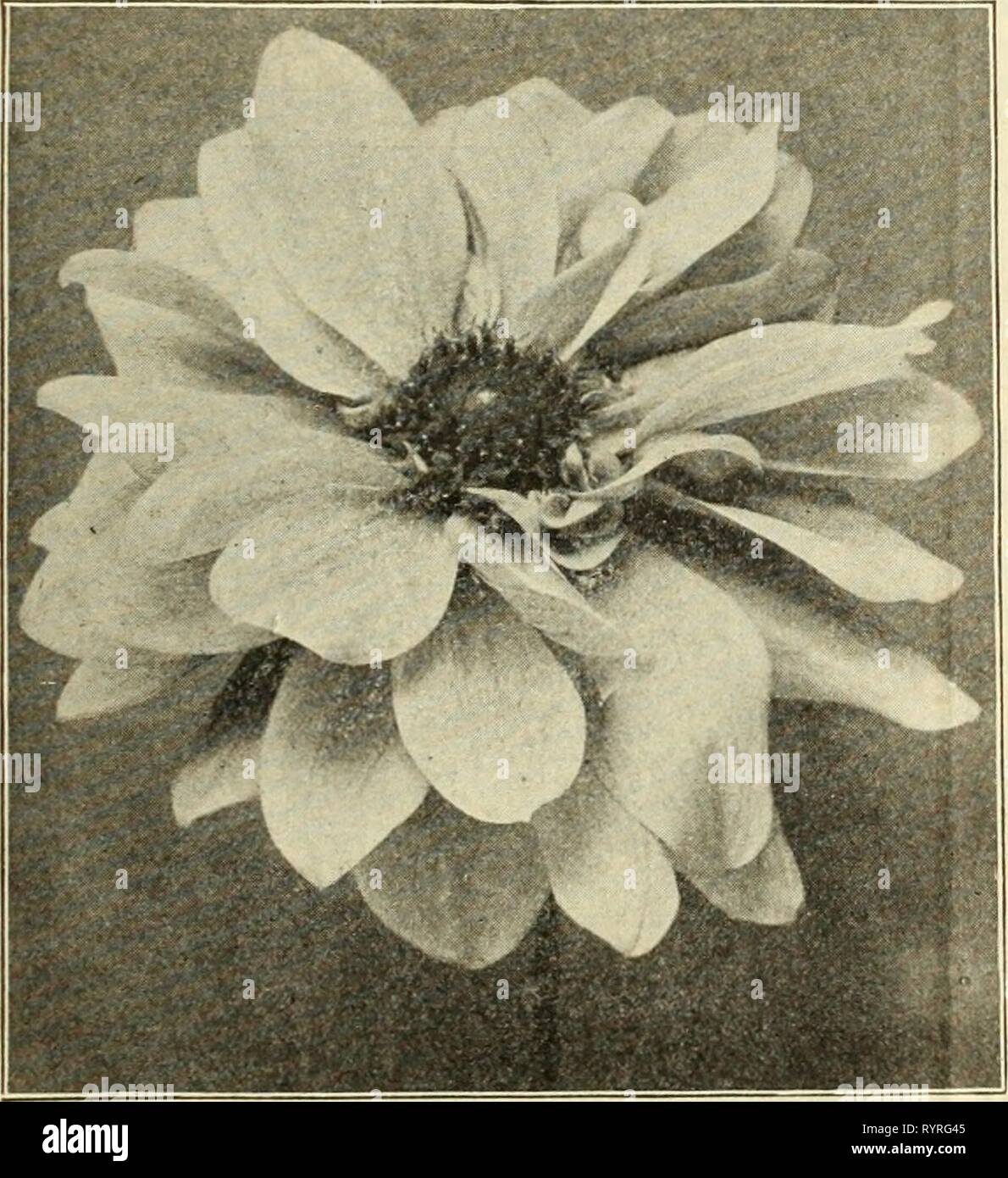 Dreer speciale del catalogo all'ingrosso di Dreer speciale del catalogo all'ingrosso di dalie 1913 . dreersspecialwho1913henr Anno: 1913 Raccolta di uno ciascuno dei suddetti 19 ordina per $8.00. PABONY-FLOW ALLEVATI DAHLIA RIEISElN EDELWEISS Perù. Vellutato-marrone sono indicati in nero ombreggiato quando si apre per la prima volta- ing, diventando soffusa con garnet come esso si sviluppa; molto ricco. Piante pronto Aprile 15th. 75c ciascuna. Porcospino. Massa bianco lavato con soft rosa. Piante pronto Aprile 15th. 35c ciascuna. La principessa Royal. Giallo con sovrapposto un roseo sheen. Piante pronto Aprile 15th. 35c ciascuna. Il rev. H. J. cucina. La squisita viola-rosa con sul- l'unità PHU Foto Stock