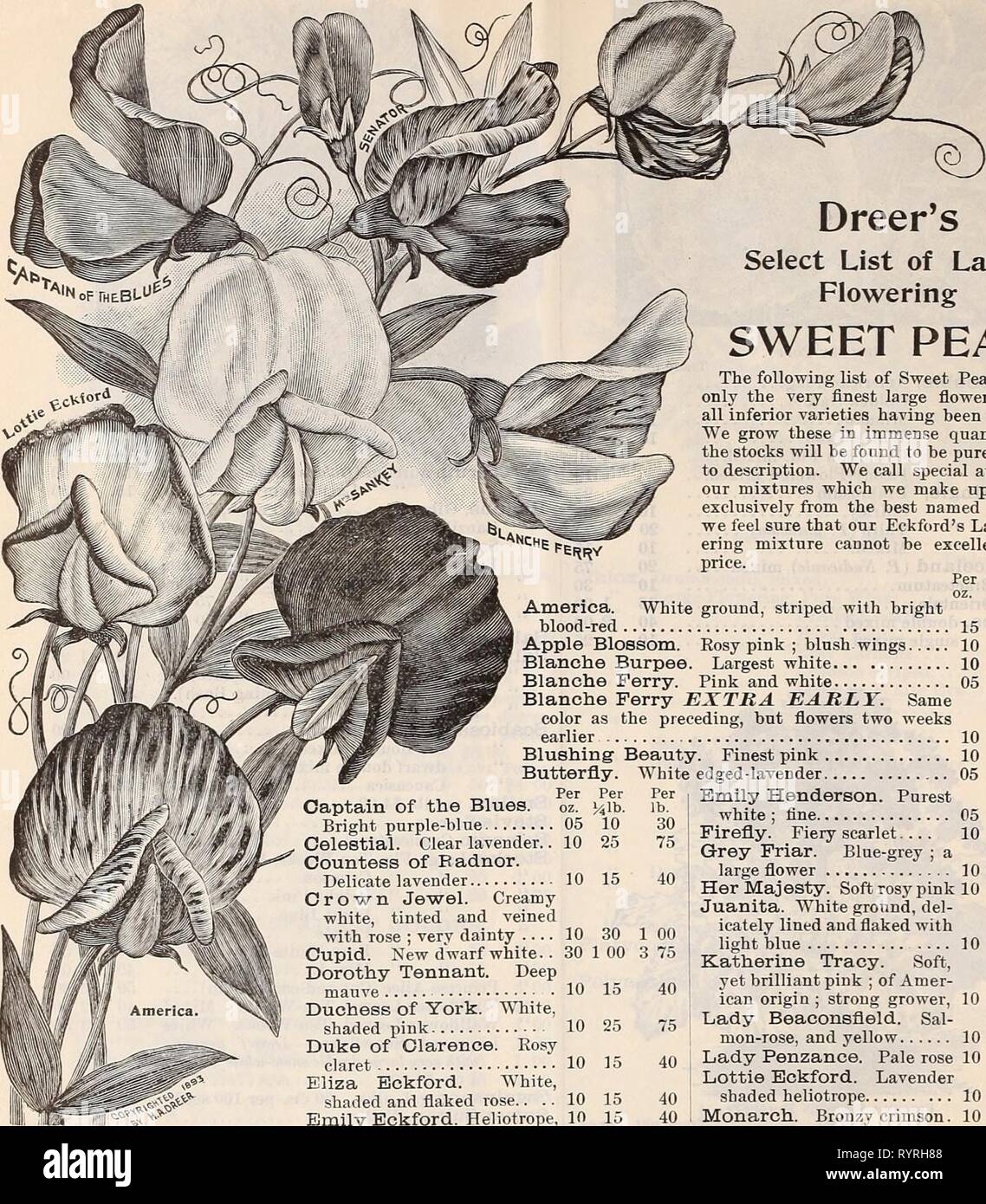Dreer trimestrale del listino all'ingrosso Dreer trimestrale del commercio all'ingrosso listino prezzi : semi vegetali lampadine fertilizzanti strumenti sundries &c . dreersquarterlyw1897henr Anno: 1897 18 DREER ALL'INGROSSO LISTINO PREZZI. Dreer's selezionare Elenco di grande fioritura di piselli dolci. Butterfly â Per il capitano del blues. oz. Luminose viola-blu 05 Celeste. Lavanda chiaro.. 10 La contessa di Radnor. Delicato lavanda 10 Crown Jewel. Bianco panna, oscurata e venato â con rose ; verv dolce 10 Cupido. Nuovo nano bianco.. 30 1 00 Dorothy Tennant. Malva scuro 10 duchessa di York. Bianco, rosa ombreggiate 10 Duca di Clarence. Rosy claret 1 Foto Stock