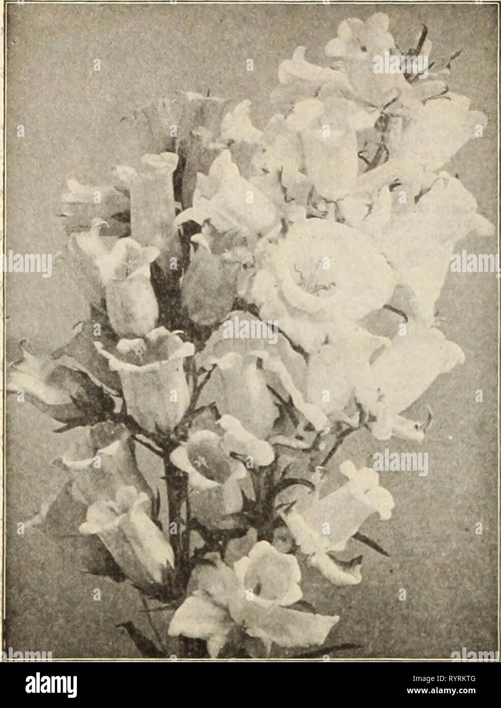 Dreer intermedia-catalogo estivo 1913 (1913) del Dreer mid-catalogo estivo 1913 . dreersmidsummerc1913henr Anno: 1913 34 HENRY A. DREER, Philadelphia-semi di fiori CAMPANULA MEDIUM (Canterbury campane) Garofano. Generale preferiti per il loro delizioso fratrrance e ricchezza di colori. Essi sono indispensabili sia per la coltura in serra in inverno e per il giardino d'estate. pg,. -I^j ammenda doppio misto. Il meglio per la cultura del giardino 10 Chabaud's Everbloomlng;. Fiorisce nel più grande profusione indefinitamente. Colori misti . . 25 Marguerite. Una rapida fioritura tipo; ammenda fiori doppi. Colori misti. Per Foto Stock