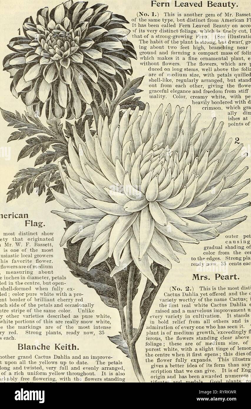 Dreer trimestrale del listino all'ingrosso Dreer trimestrale del listino all'ingrosso di sementi, piante &c. : La primavera edizione Aprile 1895 Giugno . dreersquarterlyw1895henr 0 Anno: 1895 32 DREER ALL'INGROSSO LISTINO PREZZI. Quattro Grand /nuovo dalie. La felce lasciarono la bellezza. (N. 1.) Questo è un altro gioiello del sig. Bassett'si dello stesso tipo, bnt distinta dalla bandiera americana. È stato chiamato Fern lasciava in bellezza sul conto â >f la sua molto distinti fogliame, che è tagliata finemente, come tl^in corrispondenza di una forte crescita di felce. (Vedi illustrazione). Il portamento della pianta è forte, ma nana, crescere- ing circa due piedi alto, ramificazione nea Foto Stock Dreer trimestrale del listino all'ingrosso Dreer trimestrale del listino all'ingrosso di sementi, piante &c. : La primavera edizione Aprile 1895 Giugno . dreersquarterlyw1895henr 0 Anno: 1895 32 DREER ALL'INGROSSO LISTINO PREZZI. Quattro Grand /nuovo dalie. La felce lasciarono la bellezza. (N. 1.) Questo è un altro gioiello del sig. Bassett'si dello stesso tipo, bnt distinta dalla bandiera americana. È stato chiamato Fern lasciava in bellezza sul conto â >f la sua molto distinti fogliame, che è tagliata finemente, come tl^in corrispondenza di una forte crescita di felce. (Vedi illustrazione). Il portamento della pianta è forte, ma nana, crescere- ing circa due piedi alto, ramificazione nea Foto Stock