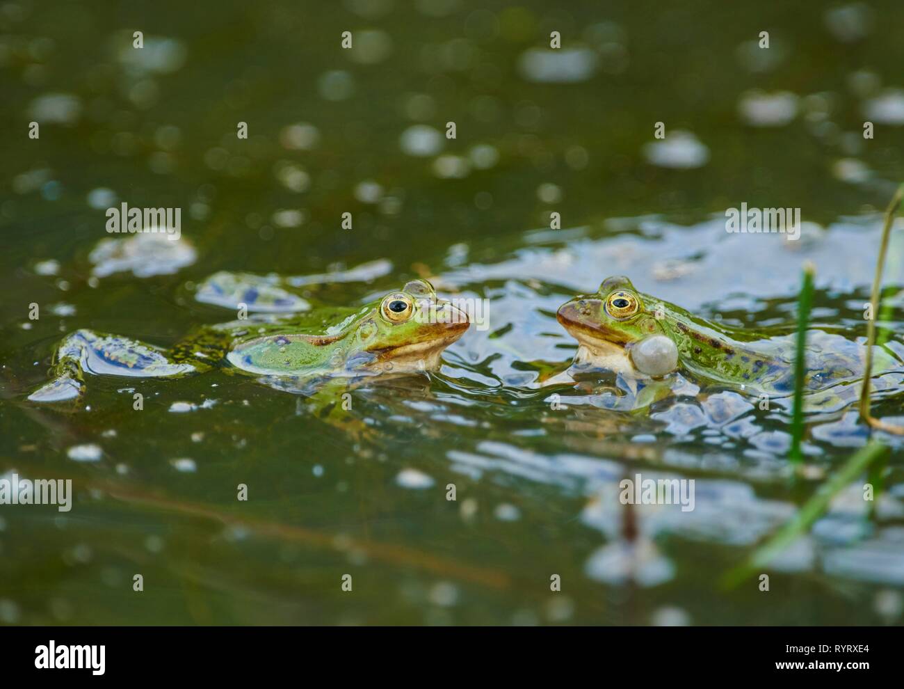 Rane commestibili (Pelophylax esculentus) in acqua, accoppiamento stagione, Baviera, Germania Foto Stock