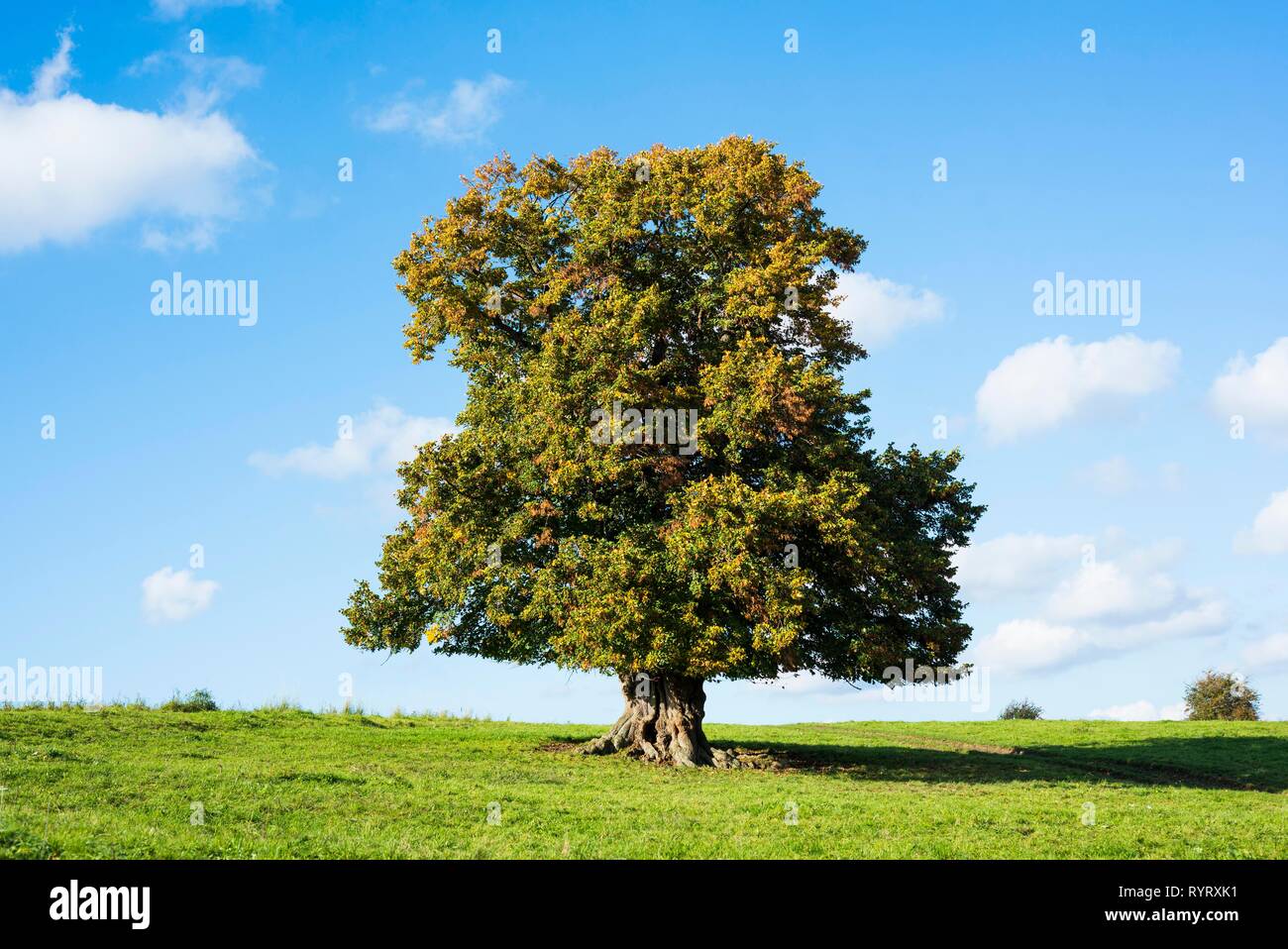 Vecchia grande-lasciava tiglio (Tilia platyphyllos) in autunno, albero solitario, 400 anni, Turingia, Germania Foto Stock