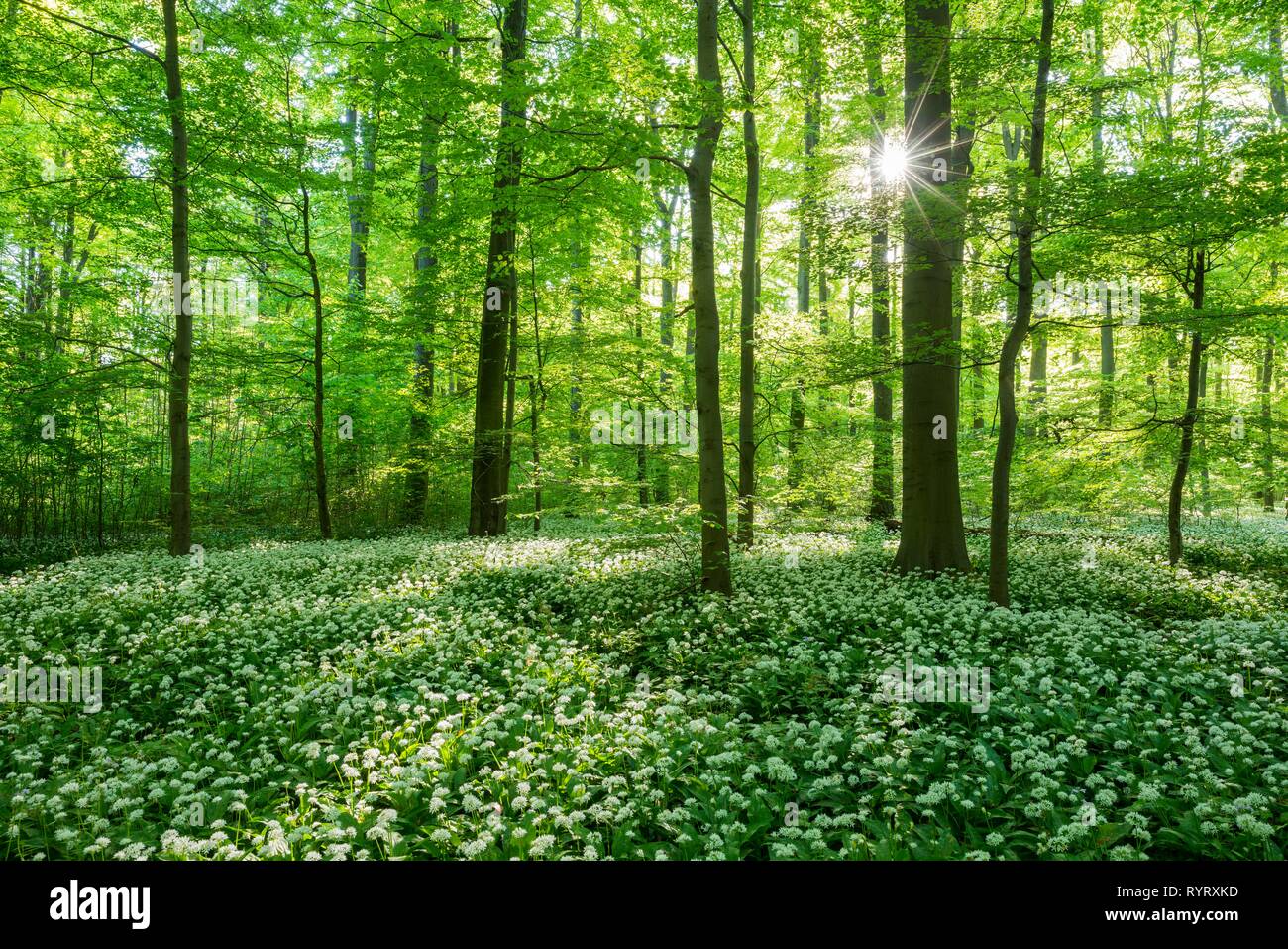 Comune di foresta di faggio (Fagus sylvatica) con la fioritura Ramsom (Allium ursinum), Parco Nazionale Hainich, Turingia, Germania Foto Stock