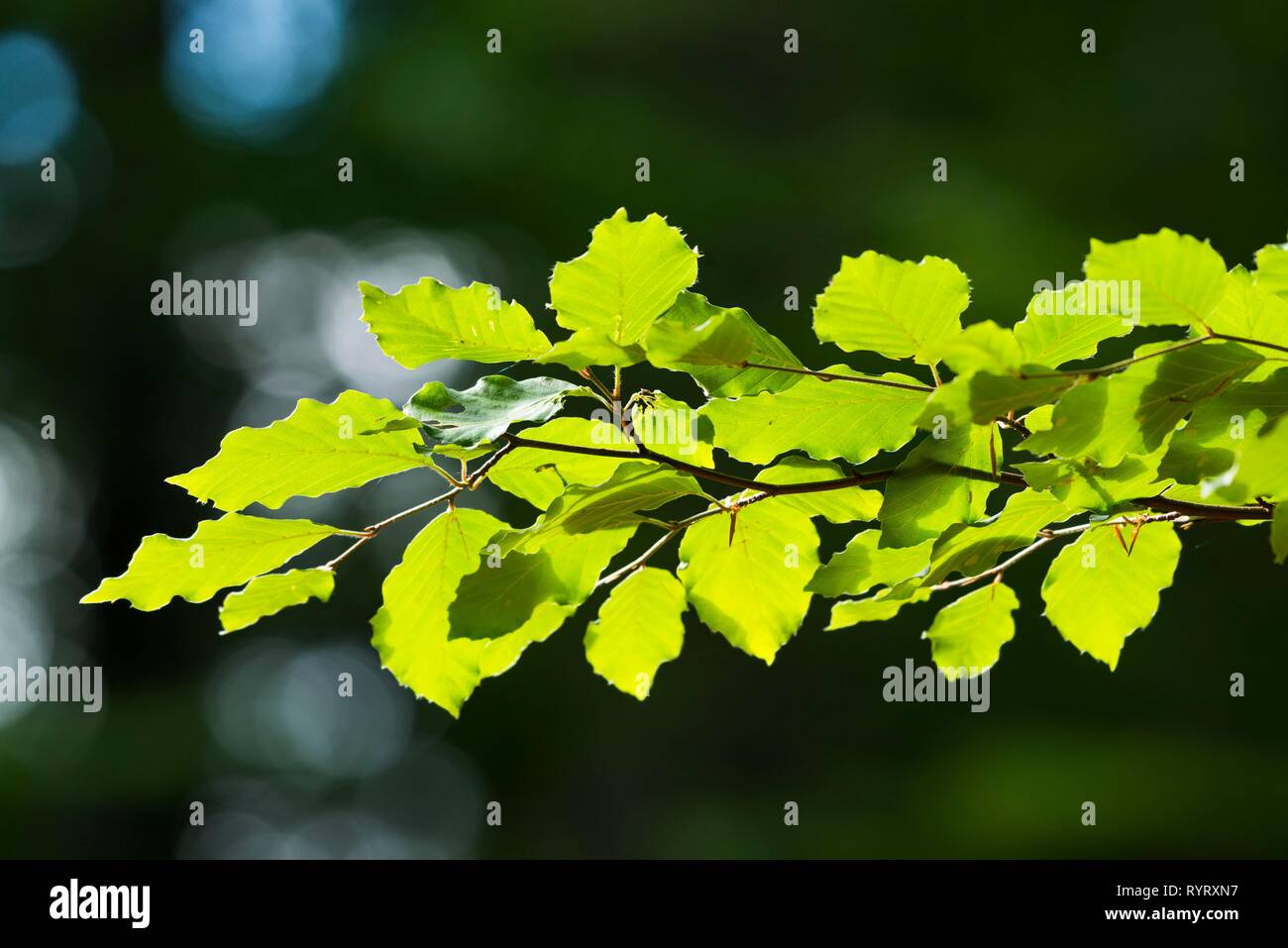 Comune di faggio (Fagus sylvatica), il ramo con foglie, Germania Foto Stock