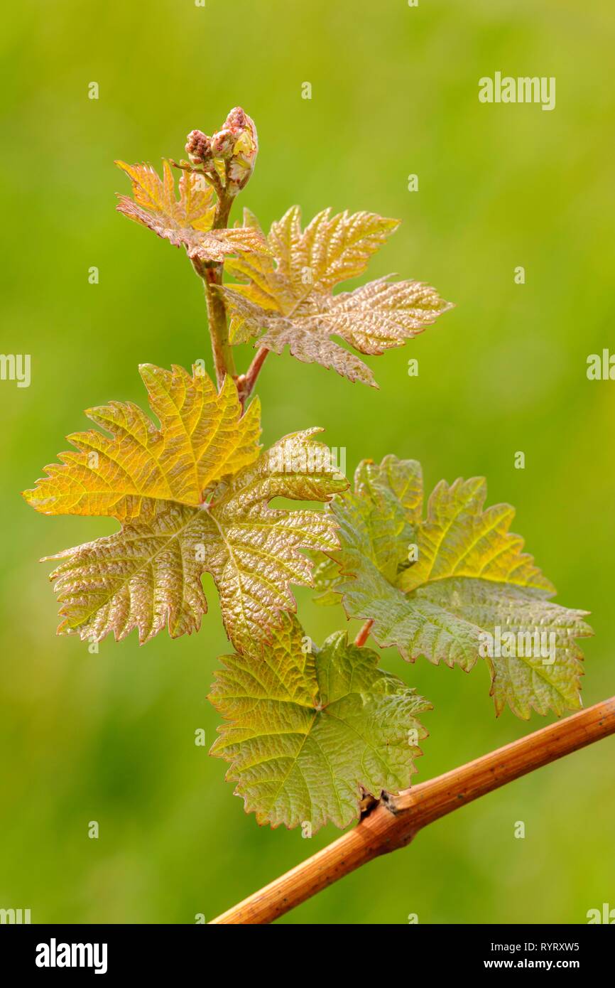 Foglie di vite, vitigno (Vitis vinifera), Baden-Württemberg, Germania Foto Stock