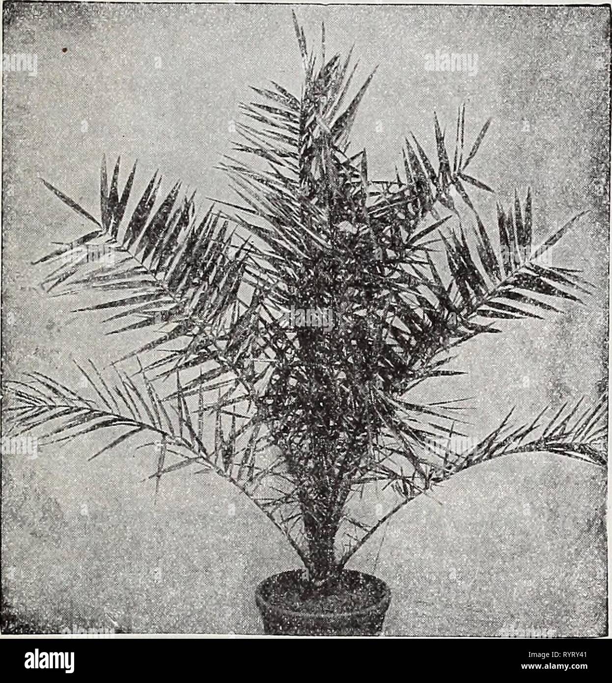 Dreer del catalogo all'ingrosso per fioristi Dreer del catalogo all'ingrosso per fioristi : inverno primavera estate 1937 . dreerswholesalec1937henr Anno: 1937 Specialità di palme Phoenix canariensis Phoenix canariensis 8 pollici vasche, 30 pollici alto, folte piante, extra-fine, qualità e valore $5.00 ciascuna. 10 pollici vasche, 36 pollici alto, folte piante, extra-fine qualità, $7.50 ciascuna. Esemplari di grandi dimensioni, 4%%%% ft. e oltre, prezzi su app- zione. Foto Stock