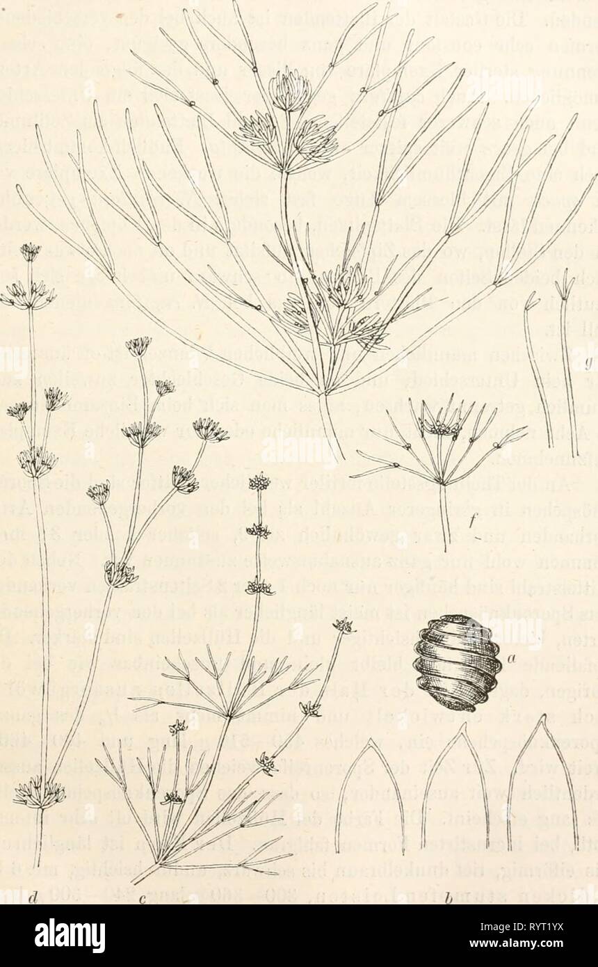 Dr L Rabenhorst's Kryptogamen-Flora von Dr. L. Rabenhorst's Kryptogamen-Flora von Deutschland, Oesterreich und der Schweiz . drlrabenhorstskr05rabe Anno: 1900 123 Kg. 35. Nitella opaca. Un Kern, Vergr. 4o; b Blattspitzen, Yergr. 30; c f. etero- morpha; (? F. conglobata; e f. conglomerata; f f. subcapitata; ^f. brevi- fürcata - alle in natürl. Grösse. Foto Stock