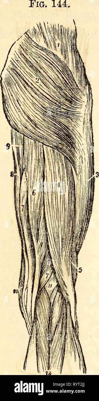 Elementari di anatomia e fisiologia elementari di anatomia e fisiologia : Per college, accademie e altre scuole . elementaryanato00hitc Anno: 1869 130 Hitchcock's Anatomy Fig. 145. Una vista dei muscoli sul retro della coscia. 1, medius gluteo. 2, Glu- teu Magnus. 3, Fascia Lata che copre la Vastus Externus. 4, a lungo in testa dei bicipiti. 5, breve testa del bicipite. 6, gcmi-Tendinosus. 7,7, Semi-Mcinbranosus. 8, gracilis. 9, il bordo dell'adduttore mag- nus. 10, il bordo della Sartorius. 11, Pop- liteal spazio. 12, dal gastrocnemio. Foto Stock