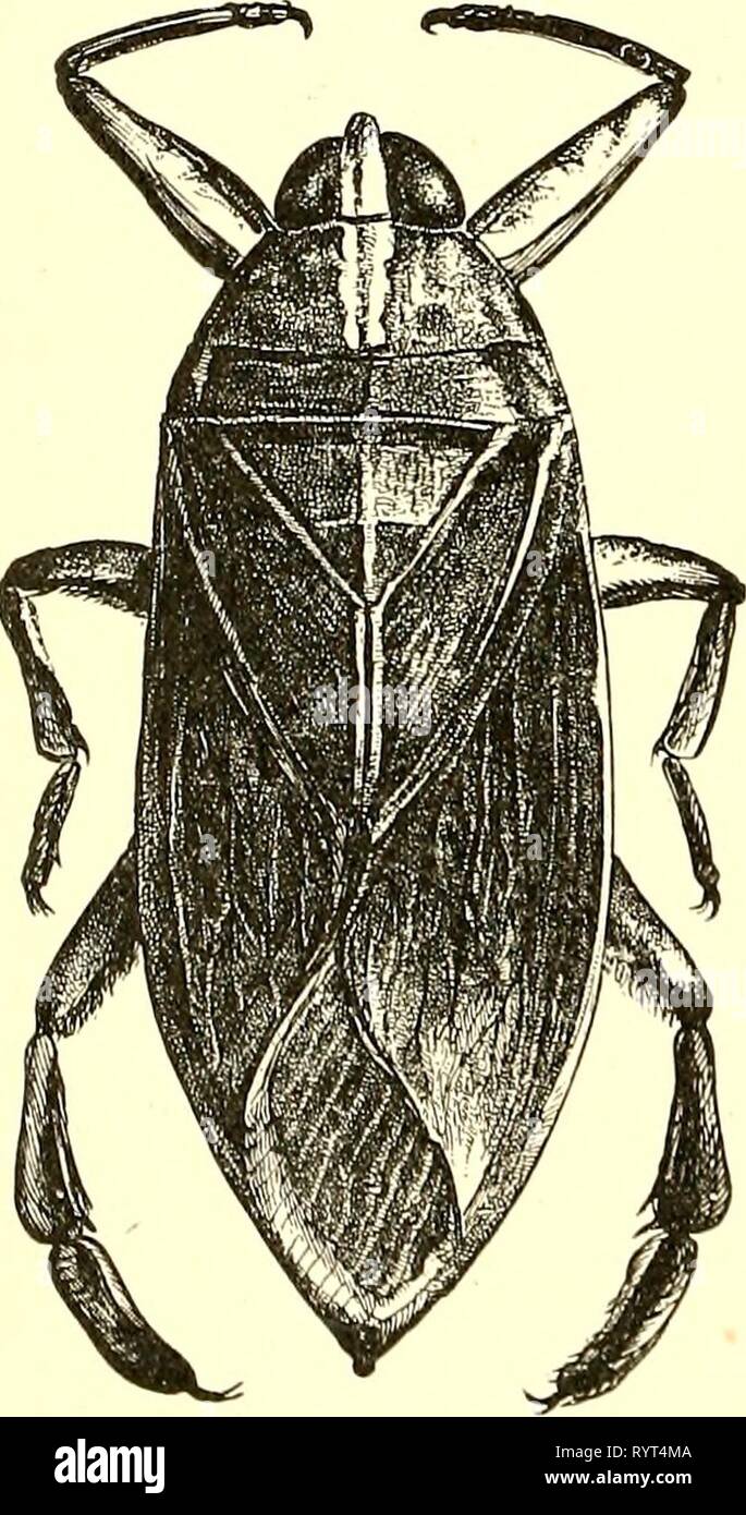 Entomologia economica per l'imprenditore di entomologia economica per l'agricoltore e frutta-coltivatore [microformati] : e per uso come un libro di testo nelle scuole agrarie e collegi . economicentomolo00insmit Anno: 1896 un acqua-boatman, specie Notonecta. Fig. a. Il sub-ordine Hetcroptera contiene quelle specie di insetti in cui le ali superiori sono addensati verso la base e la porzione di terminale è membranosa e venato. Abbiamo un gran numero di specie appartenenti qui, e alcune serie di grandi dimensioni possono essere en- tirely lasciato fuori di considerazione. Ad esempio, sono le famiglie acquatici, tutti i quali sembrano essere Foto Stock