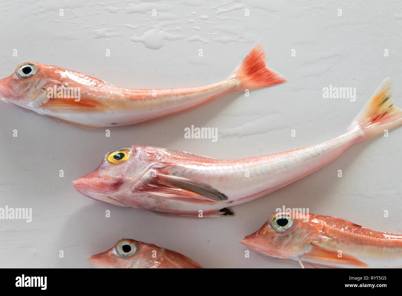 Colorati pesci di mare - cappone rosso su sfondo bianco nome scientifico: Chelidonichthys cuculus Foto Stock