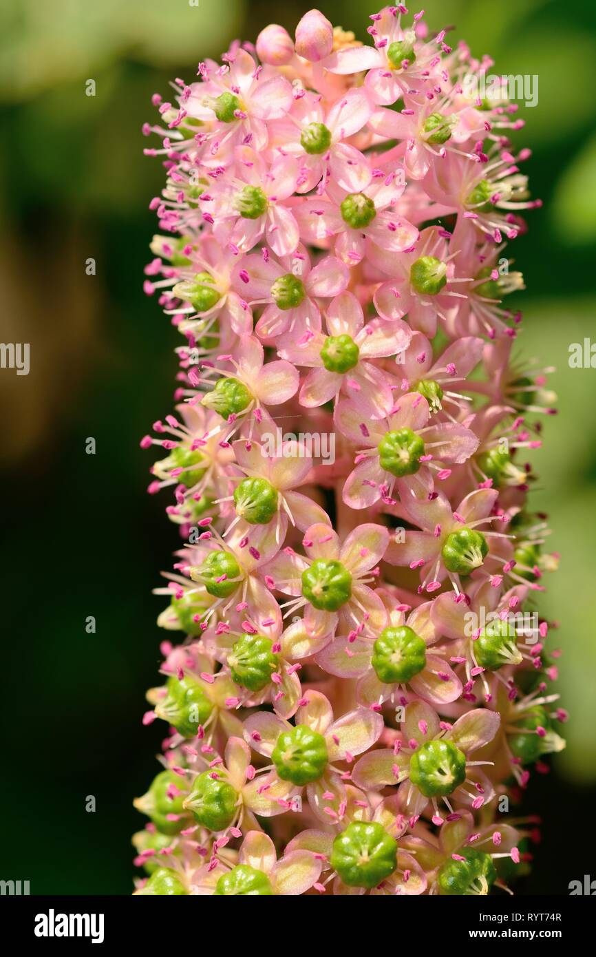 Close up di un indiano pokeweed (Phytolacca acianosa) fiore in fiore Foto Stock