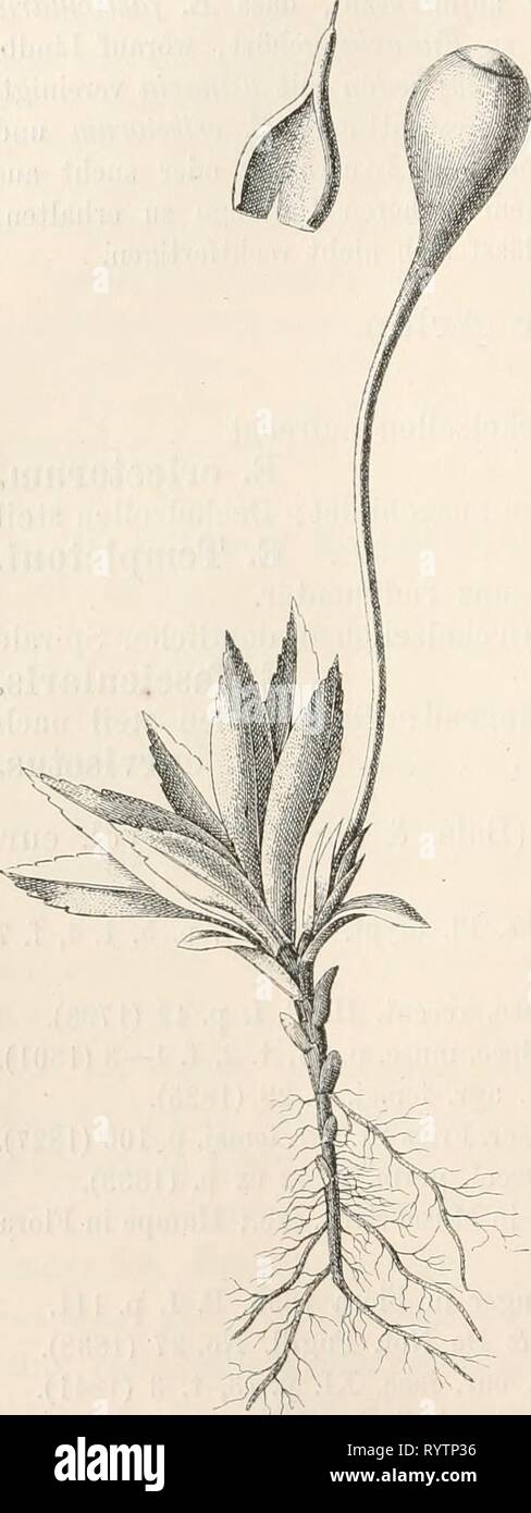 Dr L Rabenhorst's Kryptogamen-Flora von Dr. L. Rabenhorst's Kryptogamen-Flora von Deutschland, Oesterreich und der Schweiz . drlrabenhorstskr0402rabe Anno: 1895 188 Sammlungen: Eabenhorst, Bryoth. eur. No. 22, 428, 655, 1391. H. Müller, Westf. Laubm. No. 176. Erbar. critt. ital. No. 9 (var. Notarisii). Eiben, Laubm. Ostfrieslands n. 131. Fig. 262. Einhäusig; die innovazione unterhalb der scheibenförmigen 5 Bliithe trägt am Ende die $ Knospe. - Herdenweise, niedrig, blass gelblichgrün. Stengel 2 bis 6 mm hoch, einfach oder ästig; mit Centralstrang nnd Aussenrinde. Untere Blätter entfernt, l Foto Stock