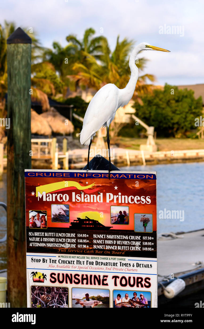 Airone bianco maggiore (Ardea alba) appollaiato su un tour in barca segno a Rosa Marina, Marco Island, Florida, Stati Uniti d'America Foto Stock