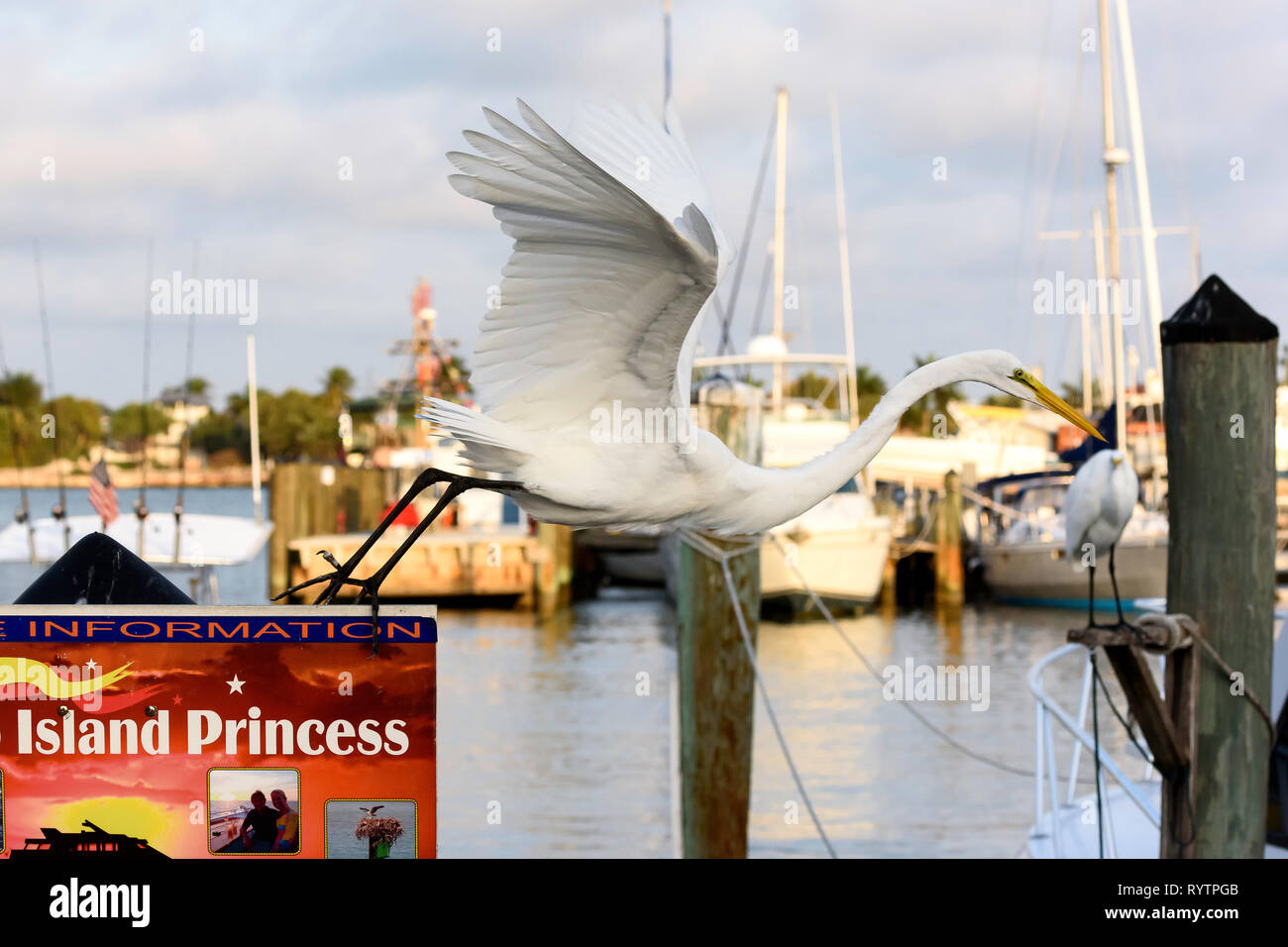 Airone bianco maggiore (Ardea alba) tenuto fuori da un tour in barca segno a Rosa Marina, Marco Island, Florida, Stati Uniti d'America Foto Stock