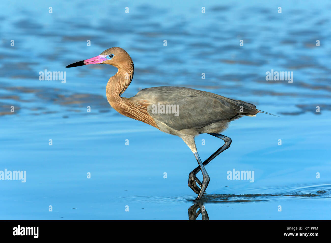 Reddish garzetta (Egretta rufescens) guadare in una laguna d'acqua salata di Tigertail vicino spiaggia, Marco Island, Florida, Stati Uniti d'America Foto Stock