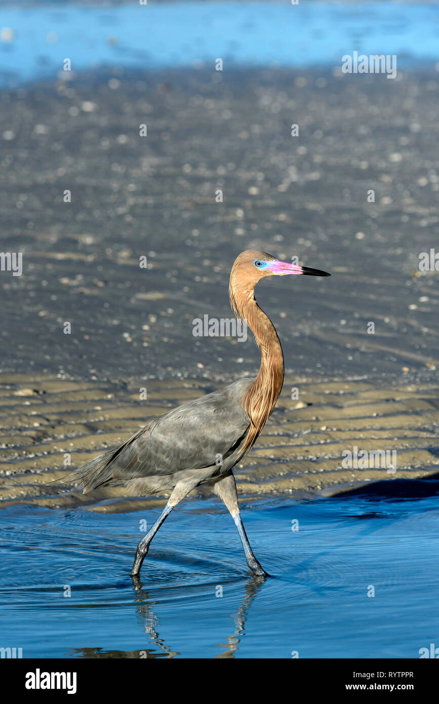 Reddish garzetta (Egretta rufescens) guadare in una laguna d'acqua salata di Tigertail vicino spiaggia, Marco Island, Florida, Stati Uniti d'America Foto Stock