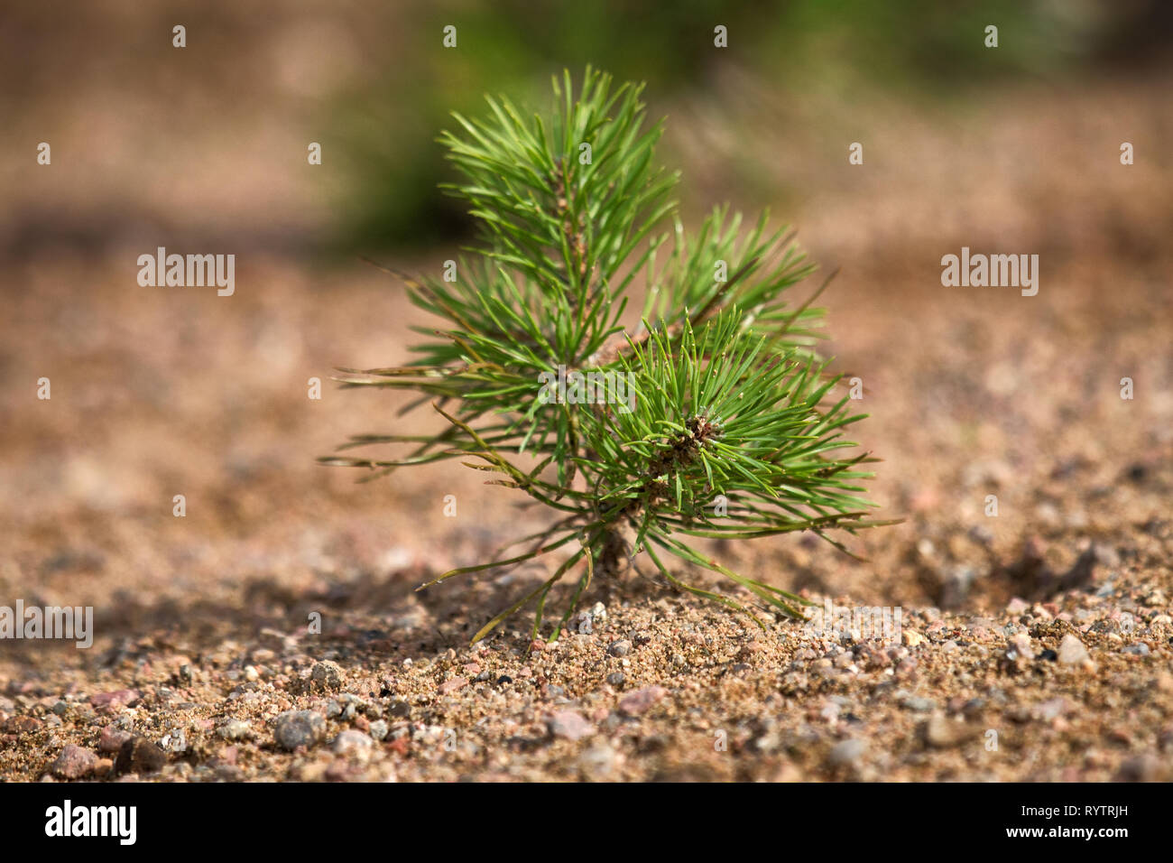 Il rimboschimento. Giovani abeti piantati (la ricrescita) su appezzamento di terreno sabbioso, abete rosso di sottobosco. Piccoli alberi in estate Foto Stock