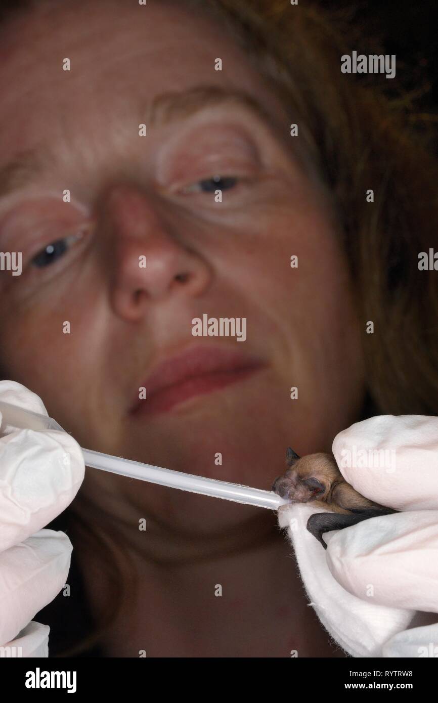 Salvato week-vecchio abbandonato pipistrelle comune bat pup (Pipistrellus pipistrellus) essendo alimentati con latte di capra da una pipetta, Devon, Regno Unito. Foto Stock