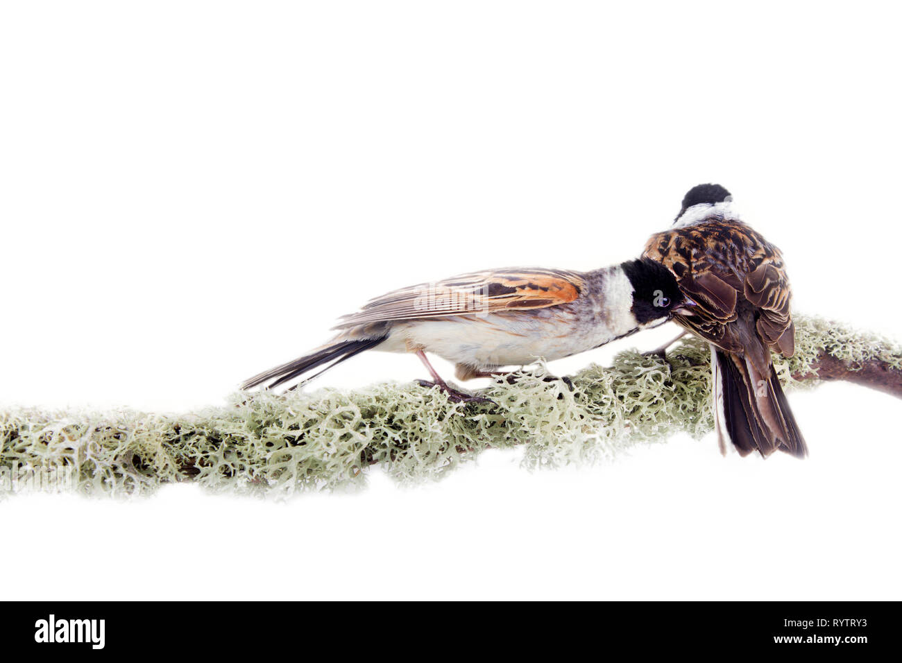 In contrasto due uccelli sul ramo coperti con delicati licheni. Nello stile della pittura giapponese a la Kitagawa Utamaro animalismo sezione. I maschi Bunt Reed Foto Stock