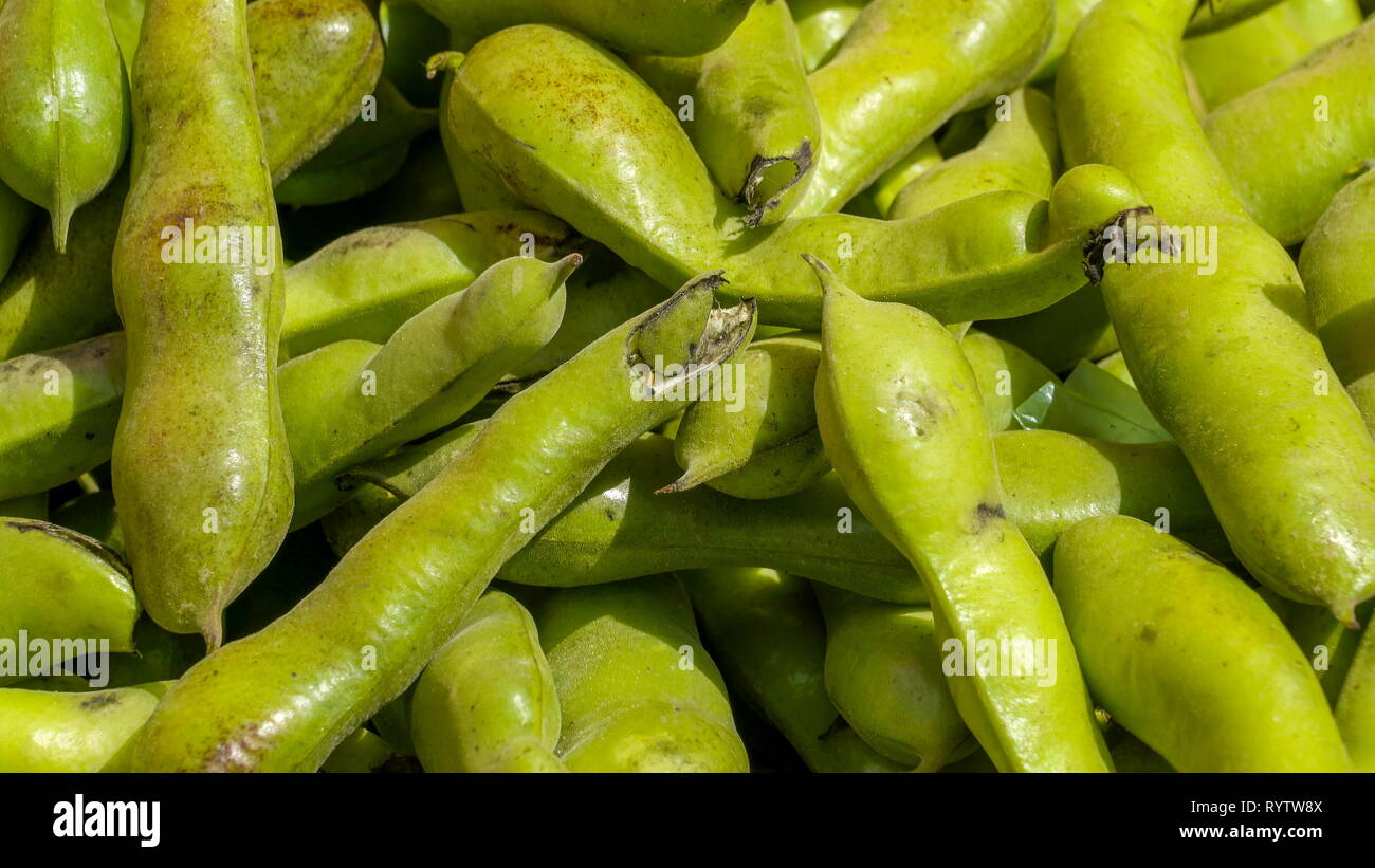 Un sacco di verde Vicia faba o fave. Vicia faba noto anche come fava fava faba bean Fagiolo di campo di campana inglese di fagiolo fagiolo fagiolo cavallo vento Foto Stock