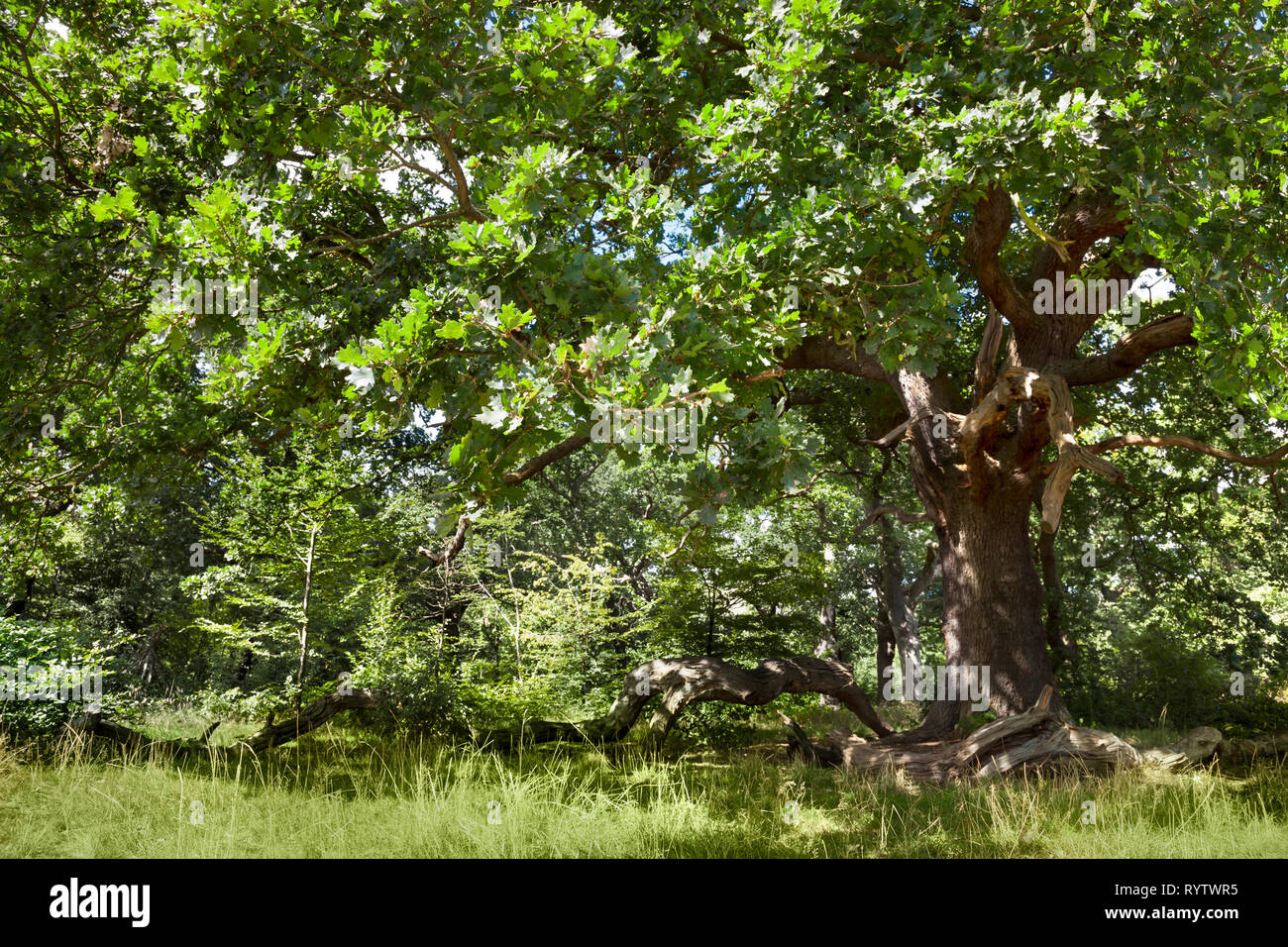 Antica possente Quercia con esposti aggrovigliato rami spezzati - fogliame naturale composizione sullo sfondo la foresta di Epping Sfondo, London , Londra Foto Stock