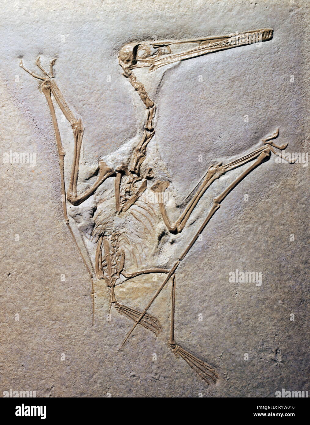 Preistoria, fossilizzazione, fossili, zoologia, Pterodactylus Rochi (Pteranodonte), Giurassico superiore, Eichstaett, Additional-Rights-Clearance-Info-Not-Available Foto Stock