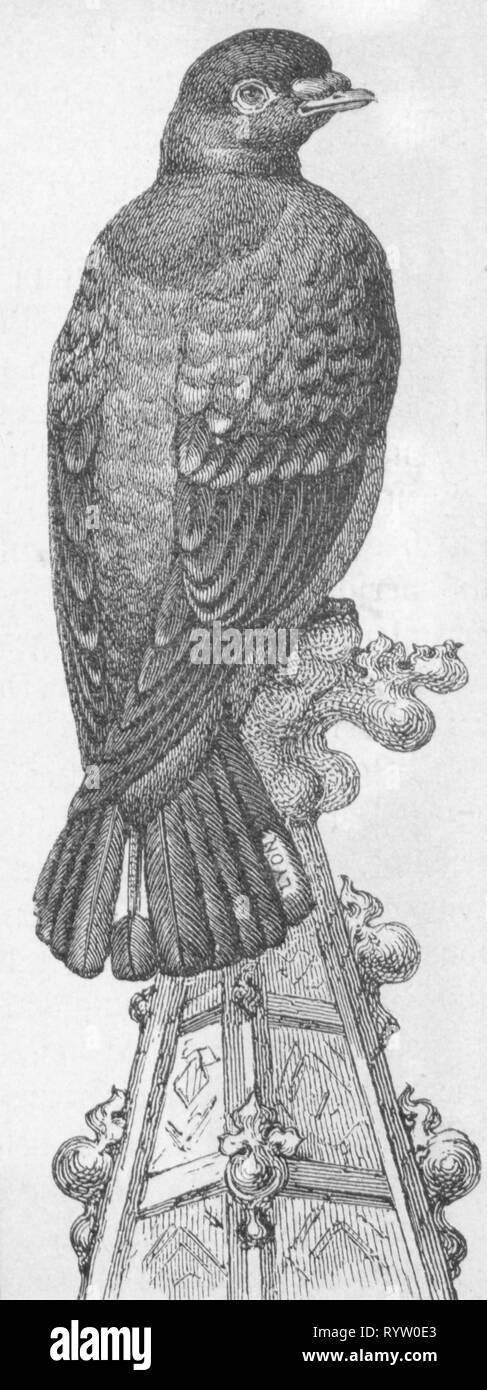 Mail, piccioni viaggiatori, il piccione viaggiatore con marcata piuma di coda, incisione su legno, secolo XIX, animali, animale, uccelli, uccelli, timbro, timbri, etichettatura labelings, marcature mark, marcatura, mail post, il piccione viaggiatore, messenger pigeon, homing pigeon, Omero, piccioni viaggiatori, messenger piccioni, homing piccioni, tra, piuma di coda, timoniere, storico, storico Additional-Rights-Clearance-Info-Not-Available Foto Stock