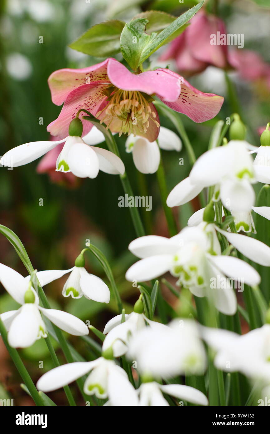 Galanthus e Helleborus x hybridus. Snowdrops e hellebores in un giardino invernale confine - Febbraio, REGNO UNITO Foto Stock