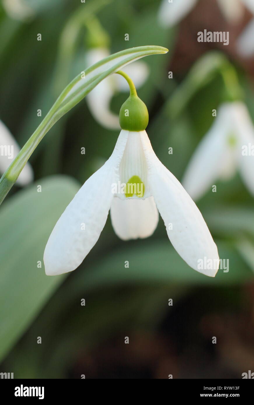 Galanthus elwesii. Fiore profumato di Elwes la snowdrop in febbraio, UK giardino. Modulo Gas Anestetici Foto Stock