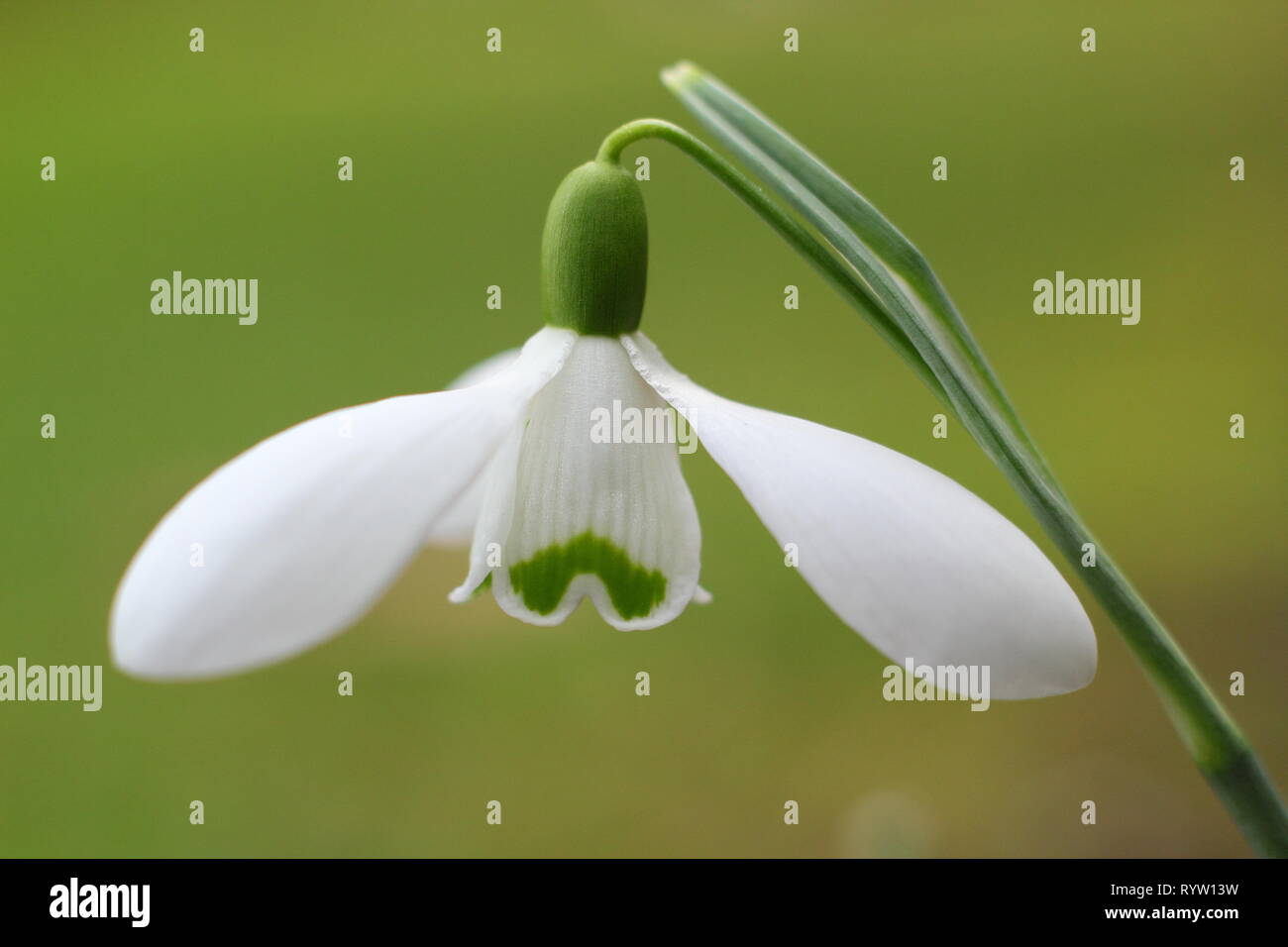 Galanthus 'S. Arnott'. Fiore profumato di Galanthus nivalis 'Sam Arnott' snowdrop in febbraio, UK giardino. Foto Stock